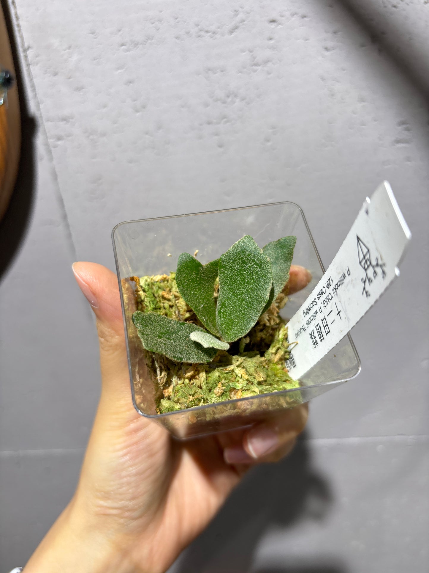 十二田孢子苗 P.willinckii “OMG”, P.willinckii “Tsukiyo” 12th oasis sporeling