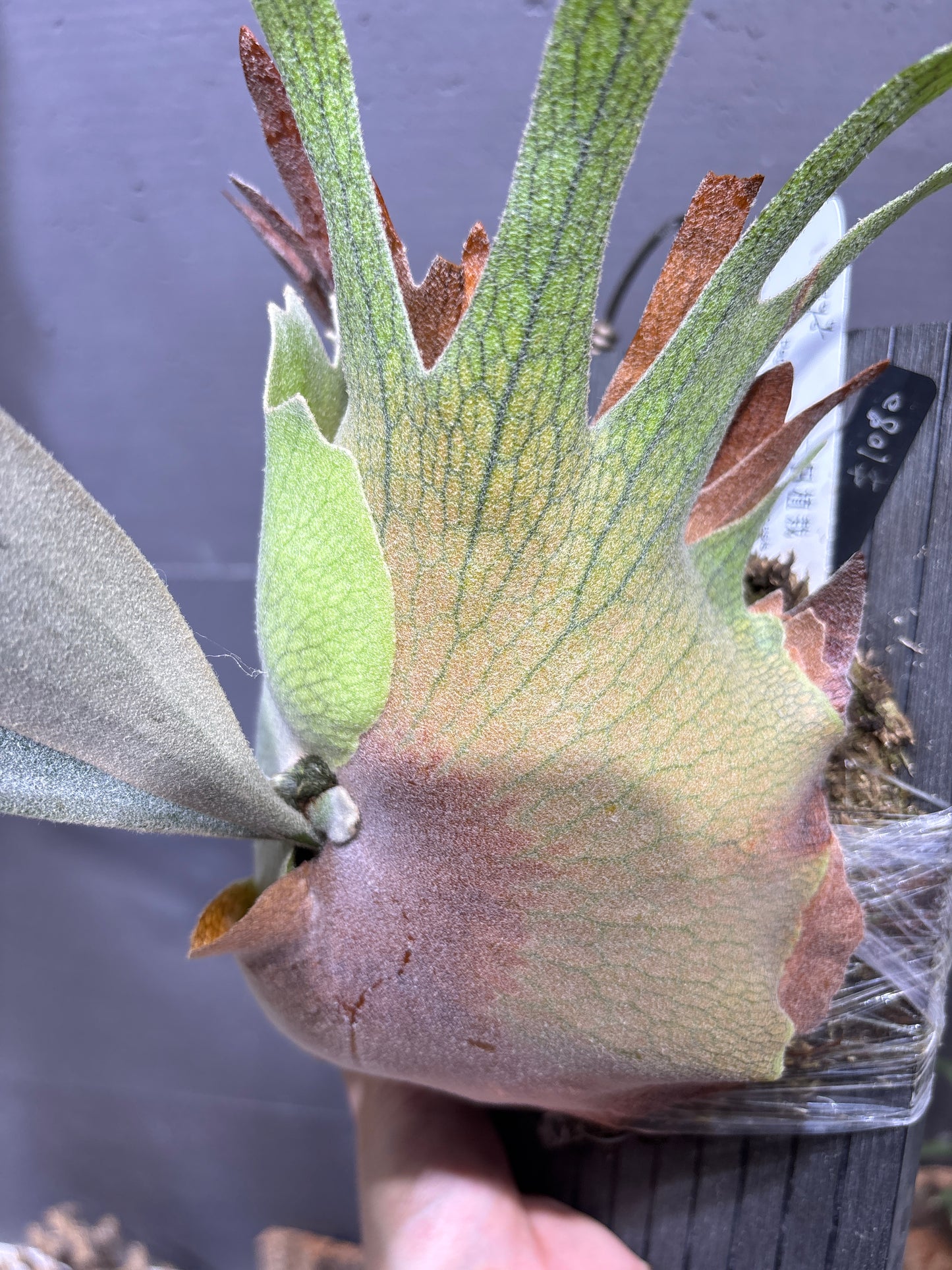 P. Pegasu x P. Pewchan 12th oasis sporeling