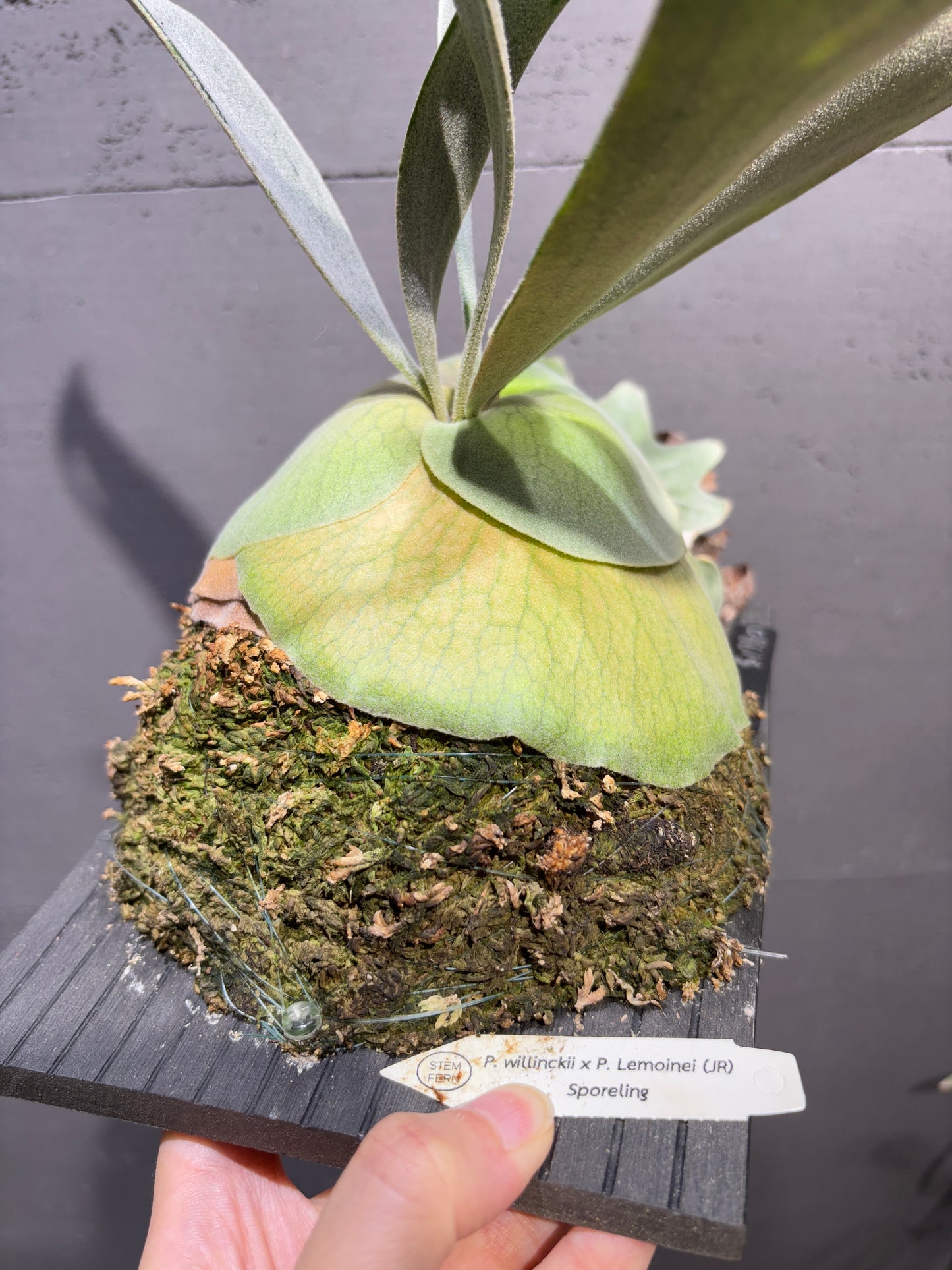 P. willinckii x P. Lemoinei (JR) sporeling
