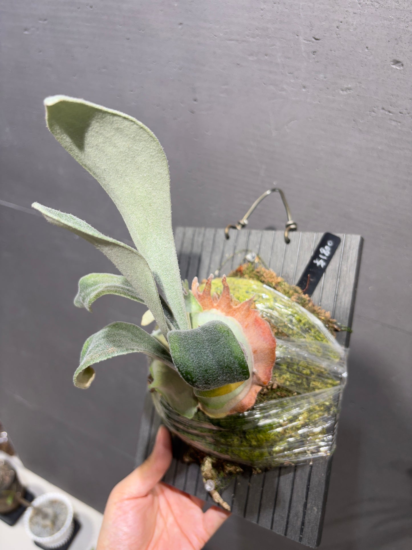 銀鹿 P. veitchii Auburn River Sporeling