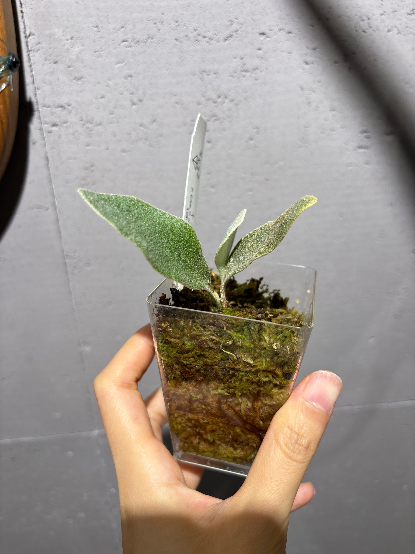 十二田孢子苗 P. Elsa, P.willinckii “Little crown” 12th oasis sporeling
