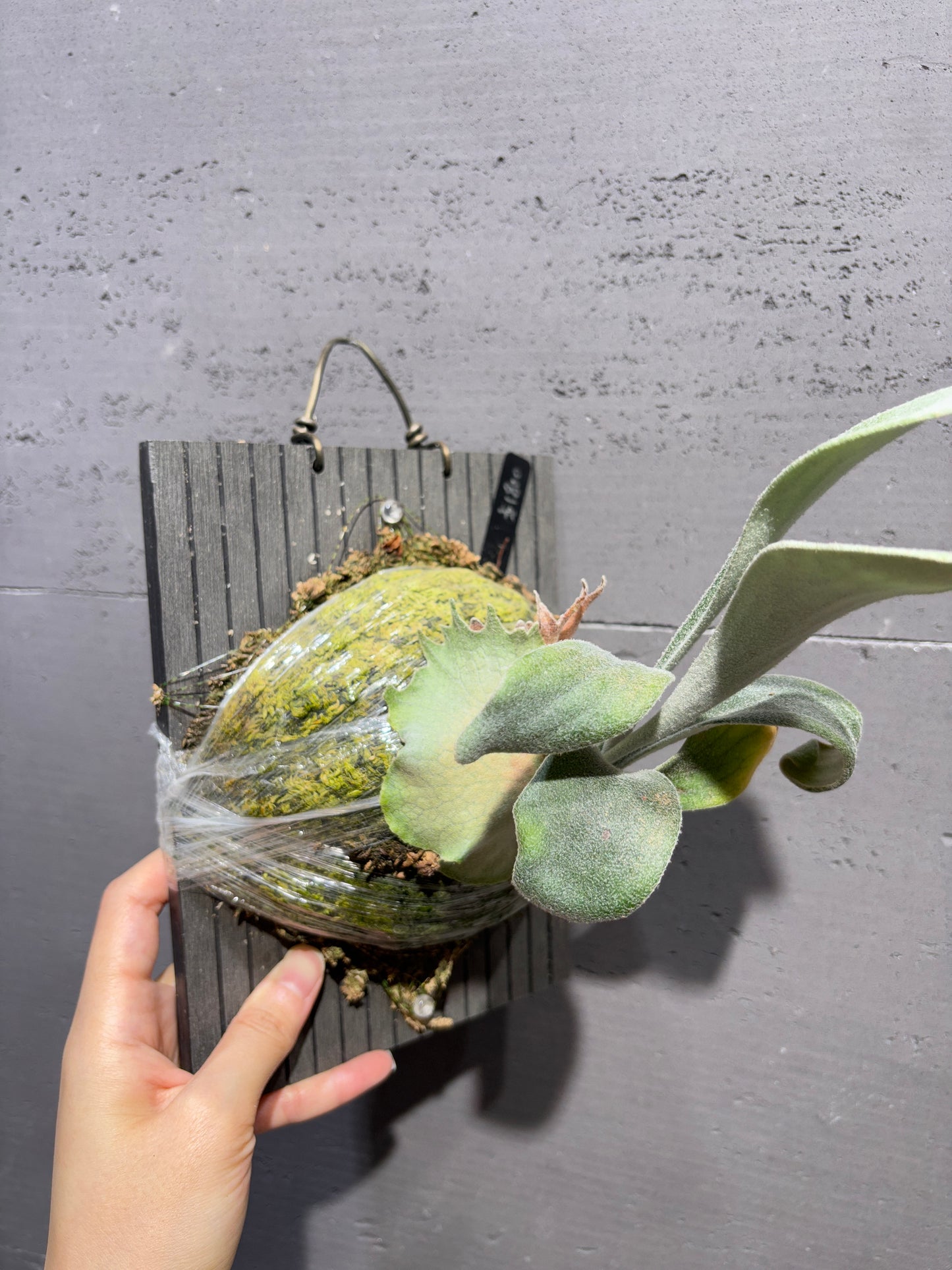 銀鹿 P. veitchii Auburn River Sporeling