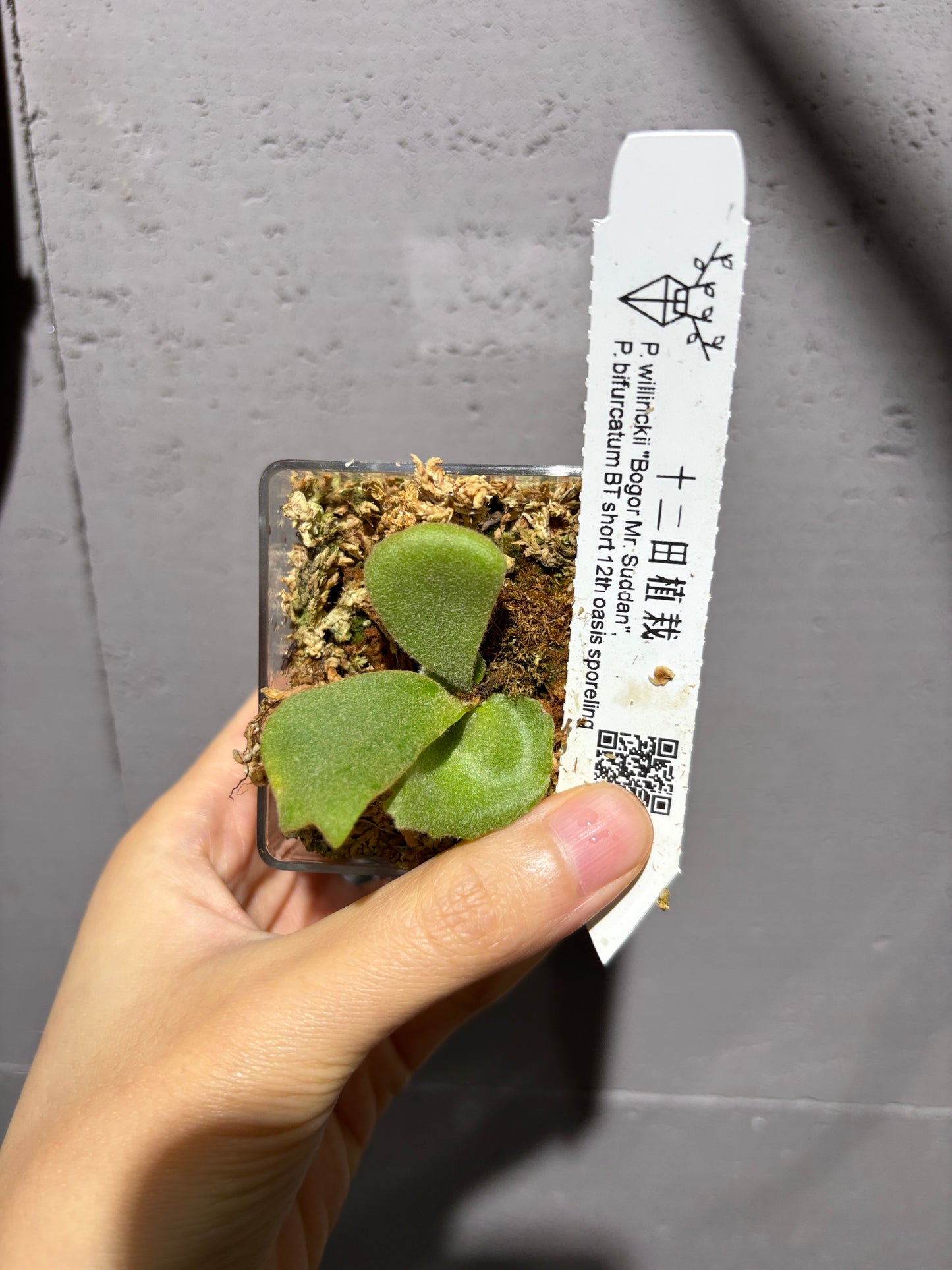 十二田孢子苗 P.willinckii “Bogor Mr. Suddan”, P.bifurcatum BT short 12th oasis sporeling