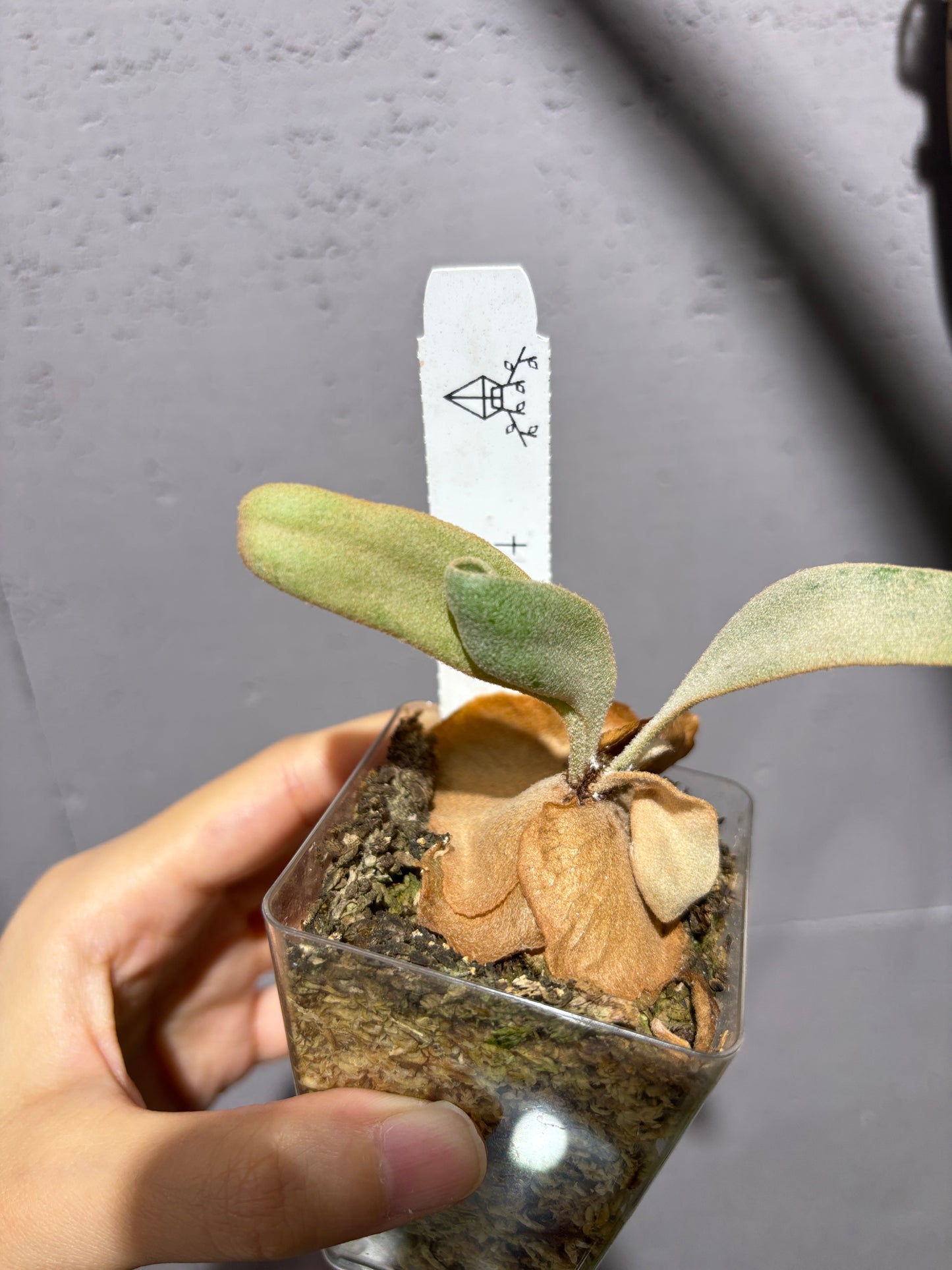 十二田孢子苗 P. Amornat