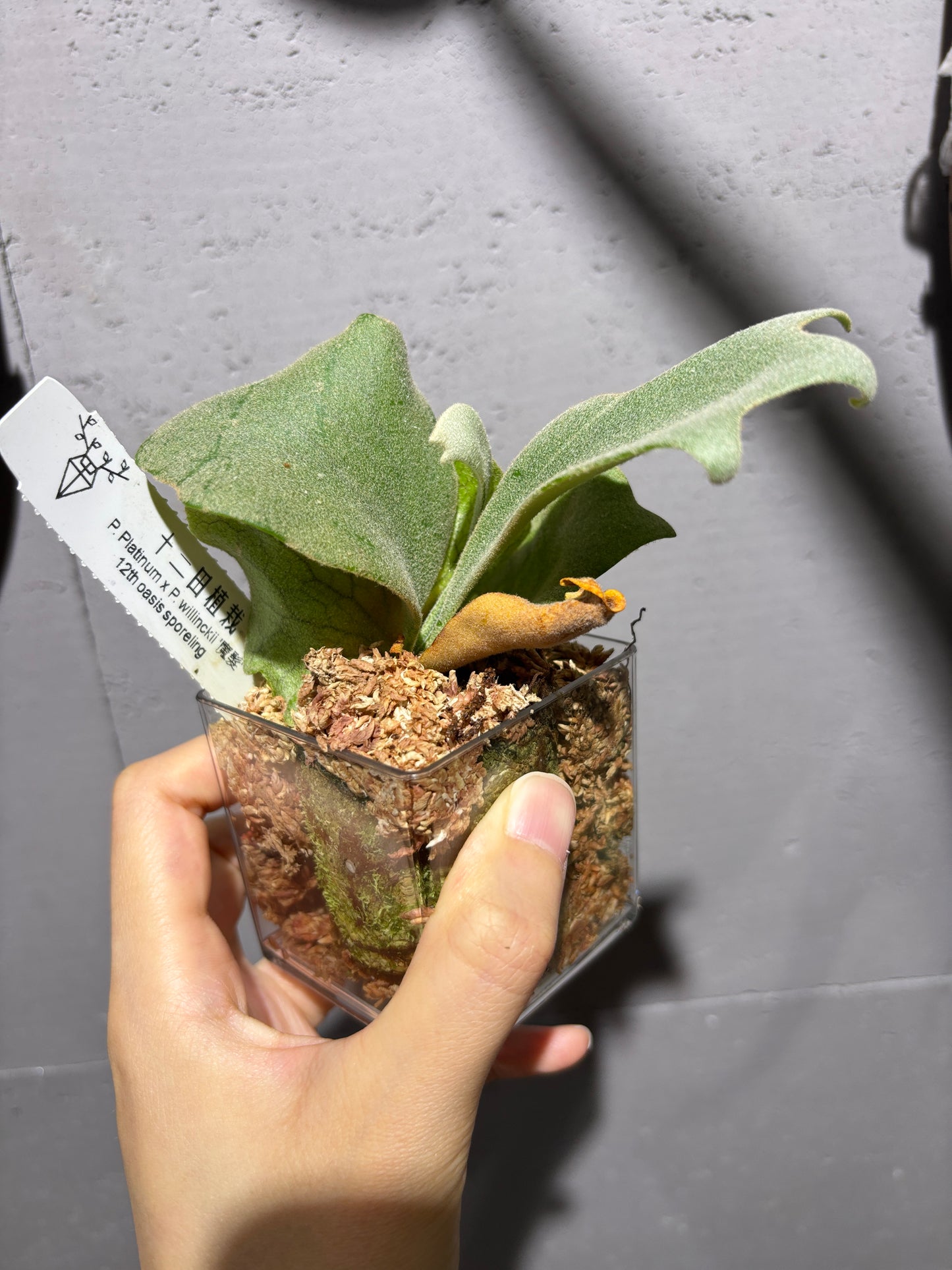 十二田孢子苗 P. Plantinum x P.willinckii ‘魔髮’