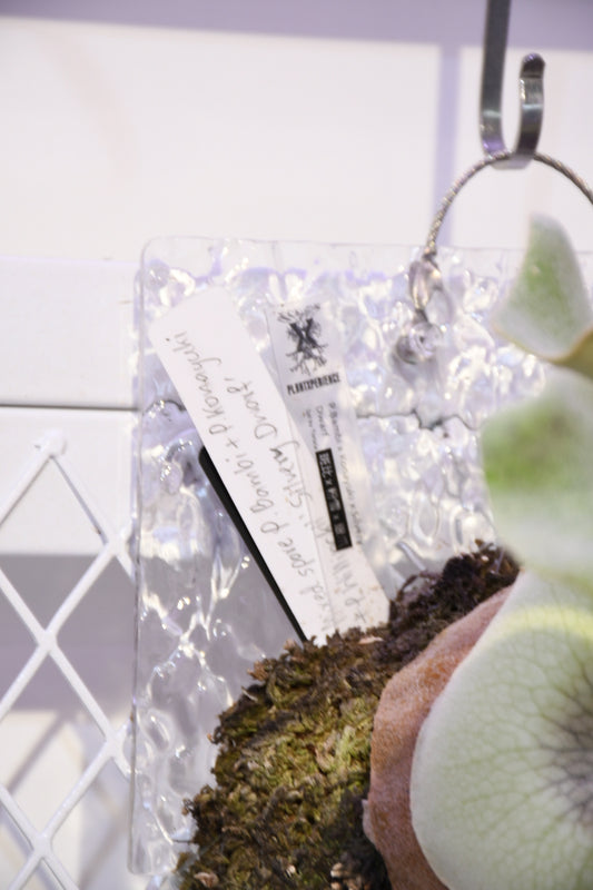 P. Bambi x konayuki x Silvery dwarf mix sporeling (Tonkla)