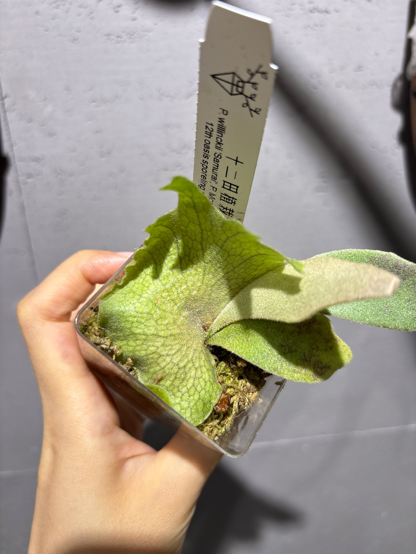 十二田孢子苗 P.willinckii ‘Samura’, P. Monkey Noth 12th oasis sporeling