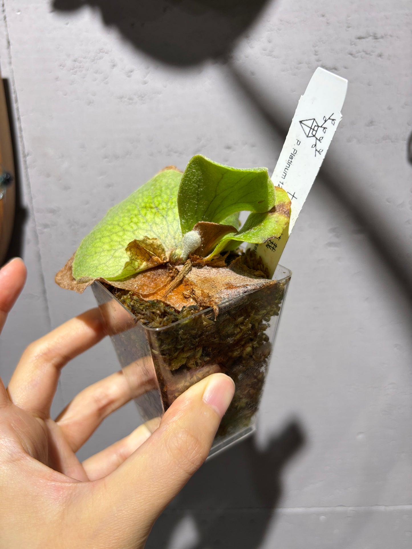 十二田孢子苗 P. Plantinum 12th oasis sporeling selected
