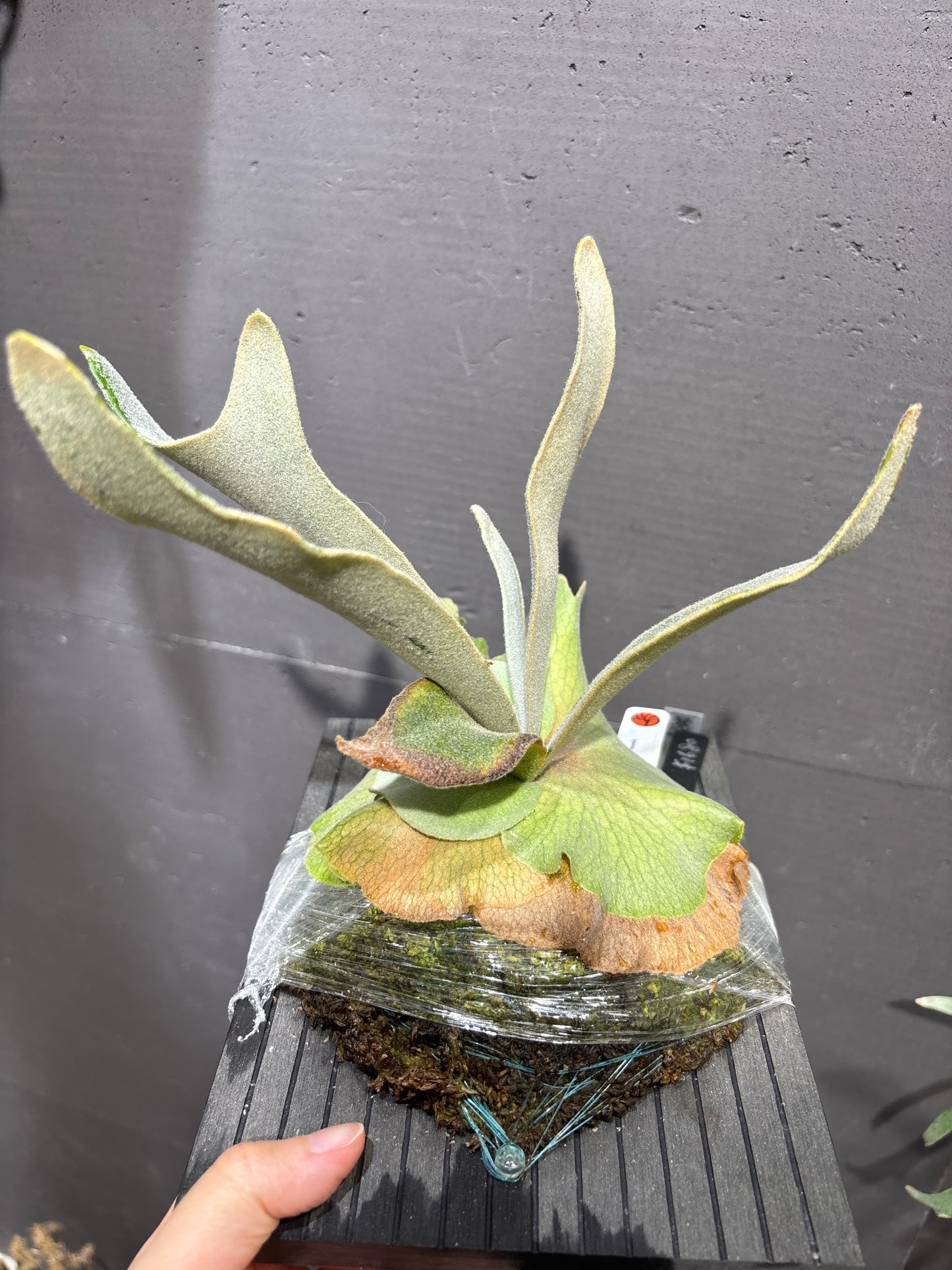 爪哇鹿角蕨 P. willinckii Dwarf Mr. Nook sporeling