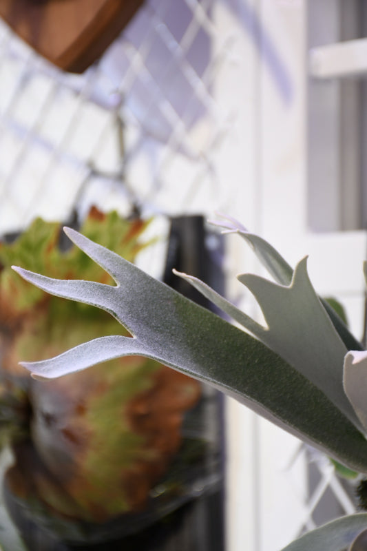 P. Fairy (PN Garden) pup only 只出售圖3-4側芽