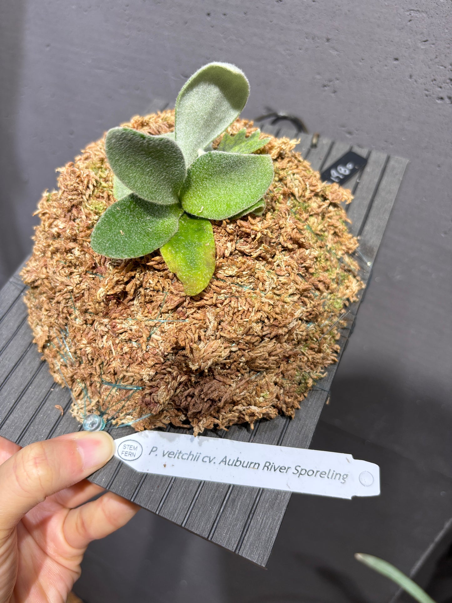 P. Veitchii cv. Auburn River sporeling