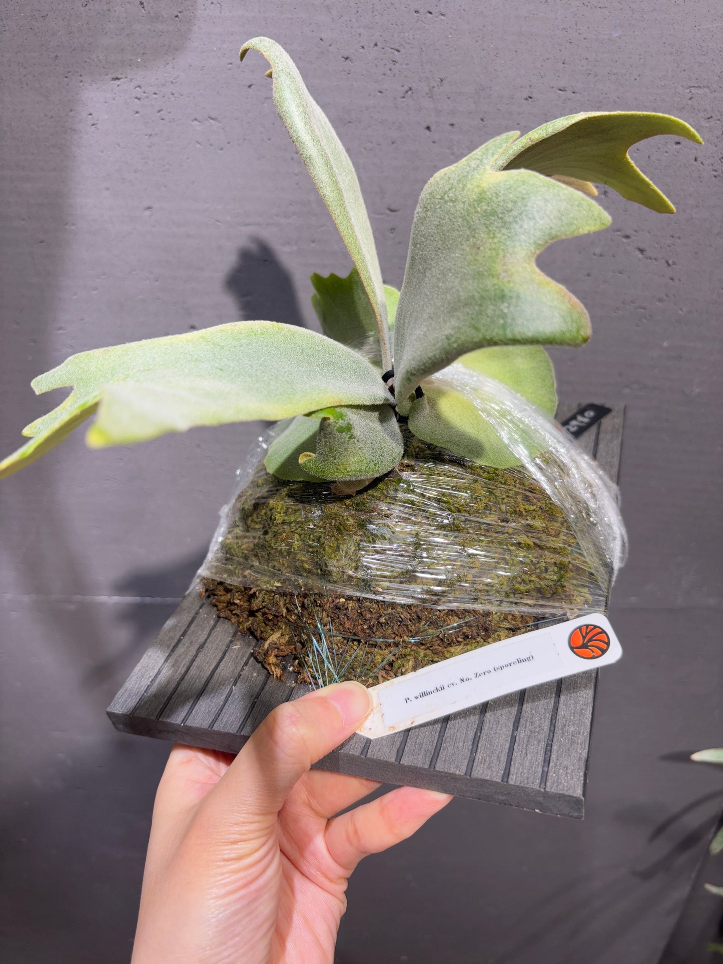 P. willinckii cv No. Zero (sporeling)
