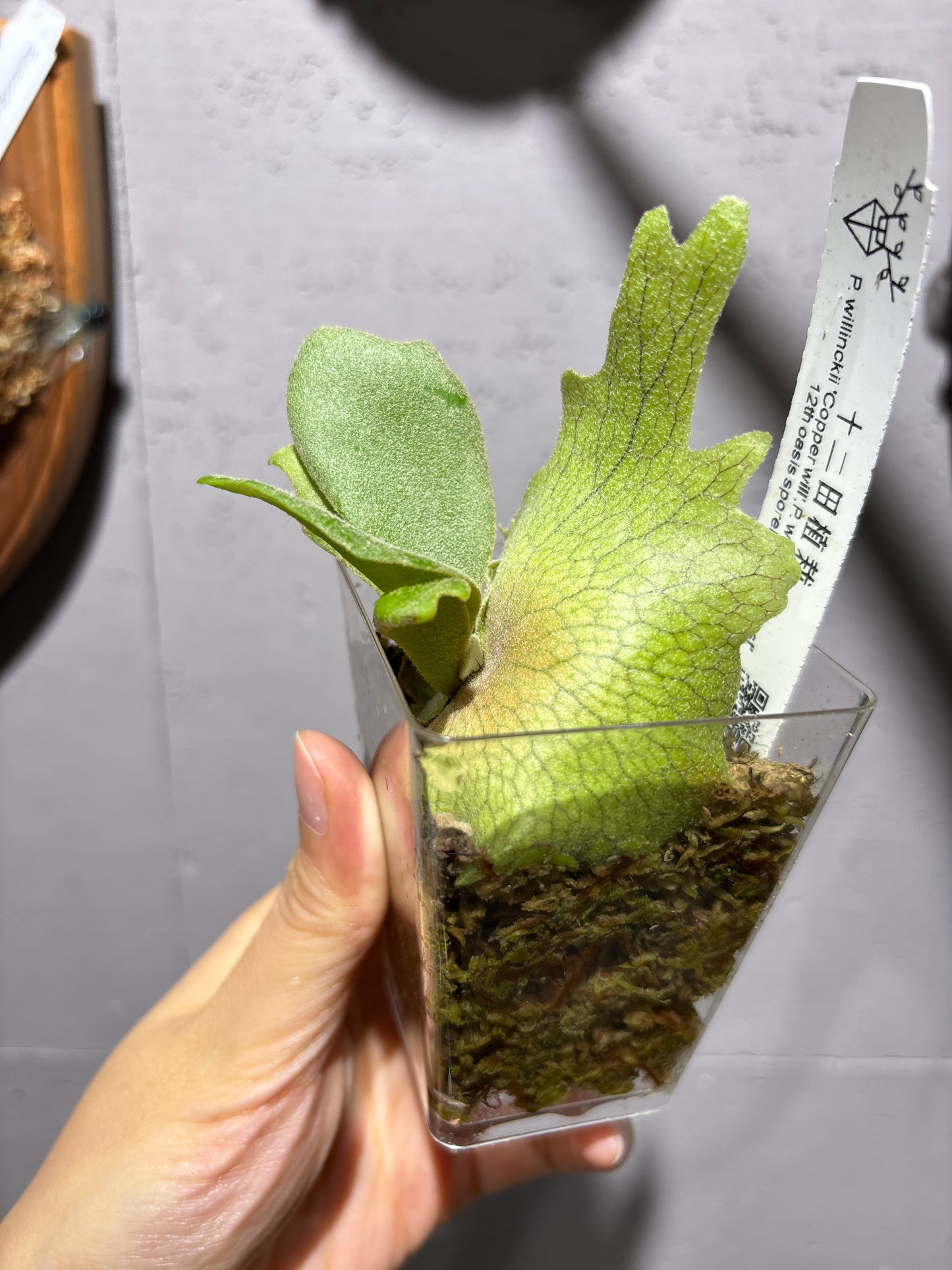 十二田孢子苗 P.willinckii “Copper Will”, P.willinckii “Priest” 12th oasis sporeling