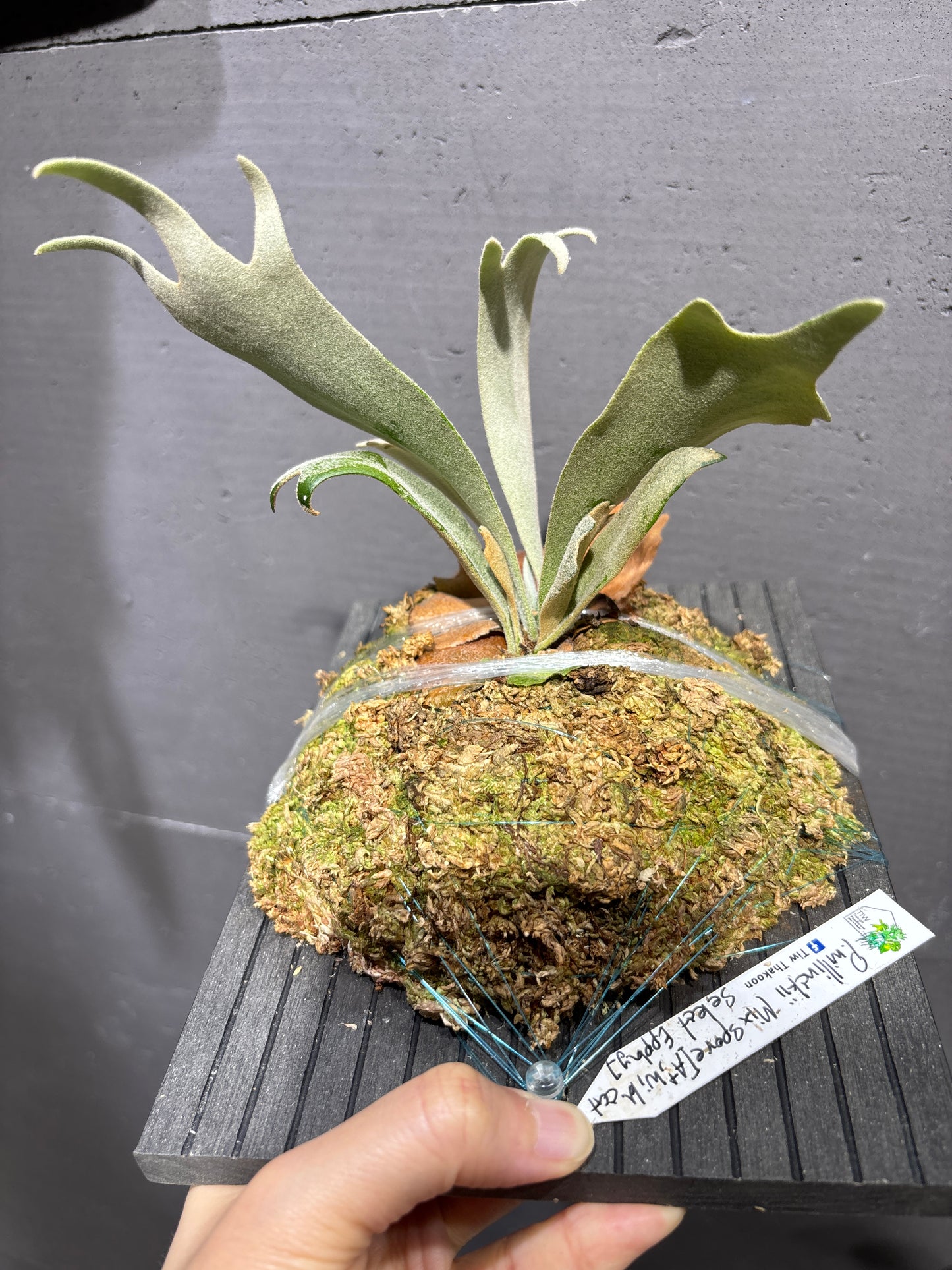 P. Willinckii Mix Spore (Aplus Wild Cat Select Epplay)