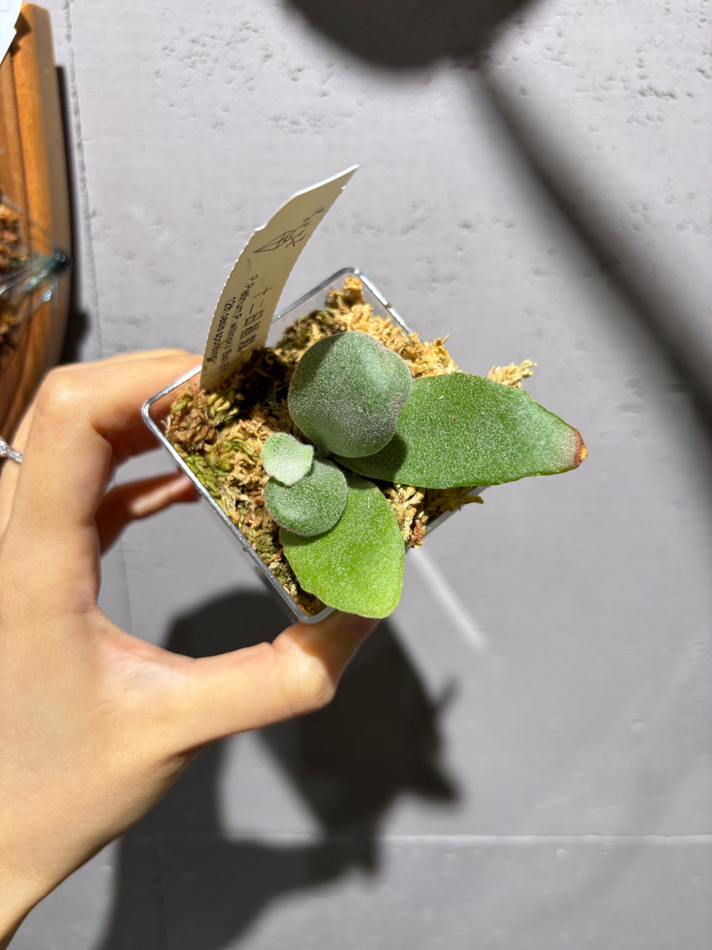 十二田孢子苗 P. Platinum, P.willinckii “Bali E1”