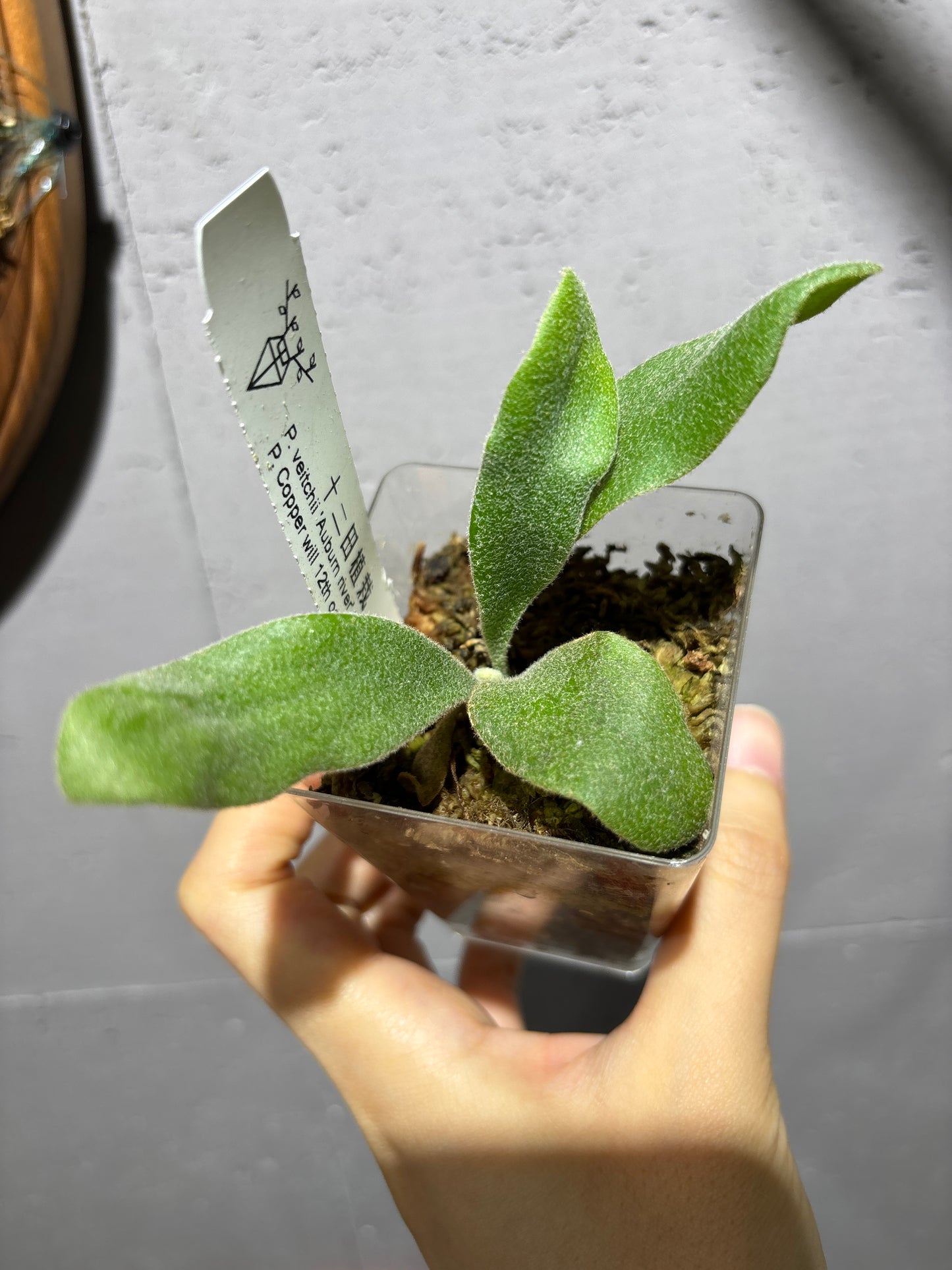 十二田孢子苗 P. veitchii ‘Auburn river’ (Lisawa), P.Copper will 12th oasis sporeling