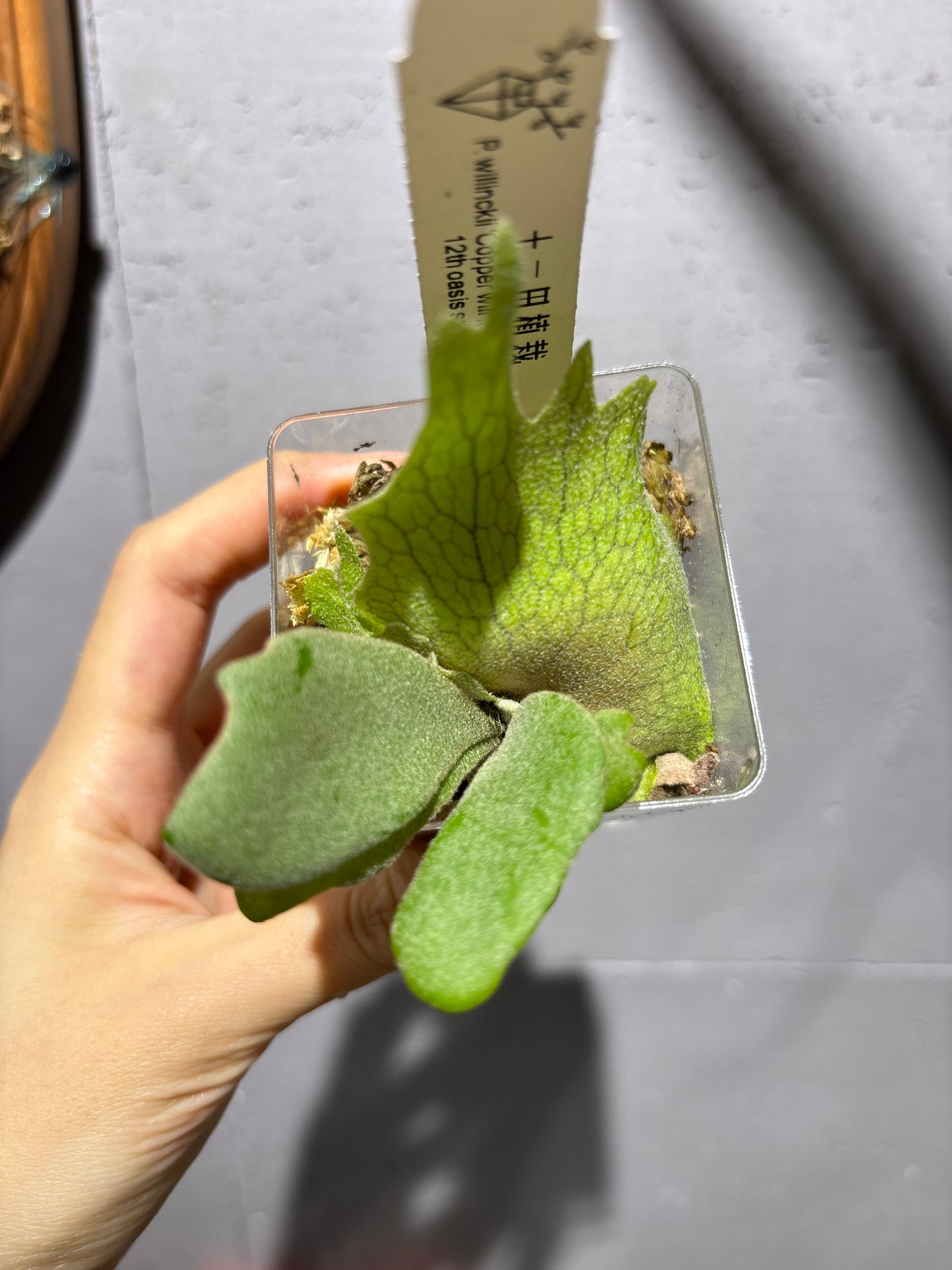 十二田孢子苗 P.willinckii “Copper Will”, P.willinckii “Priest” 12th oasis sporeling