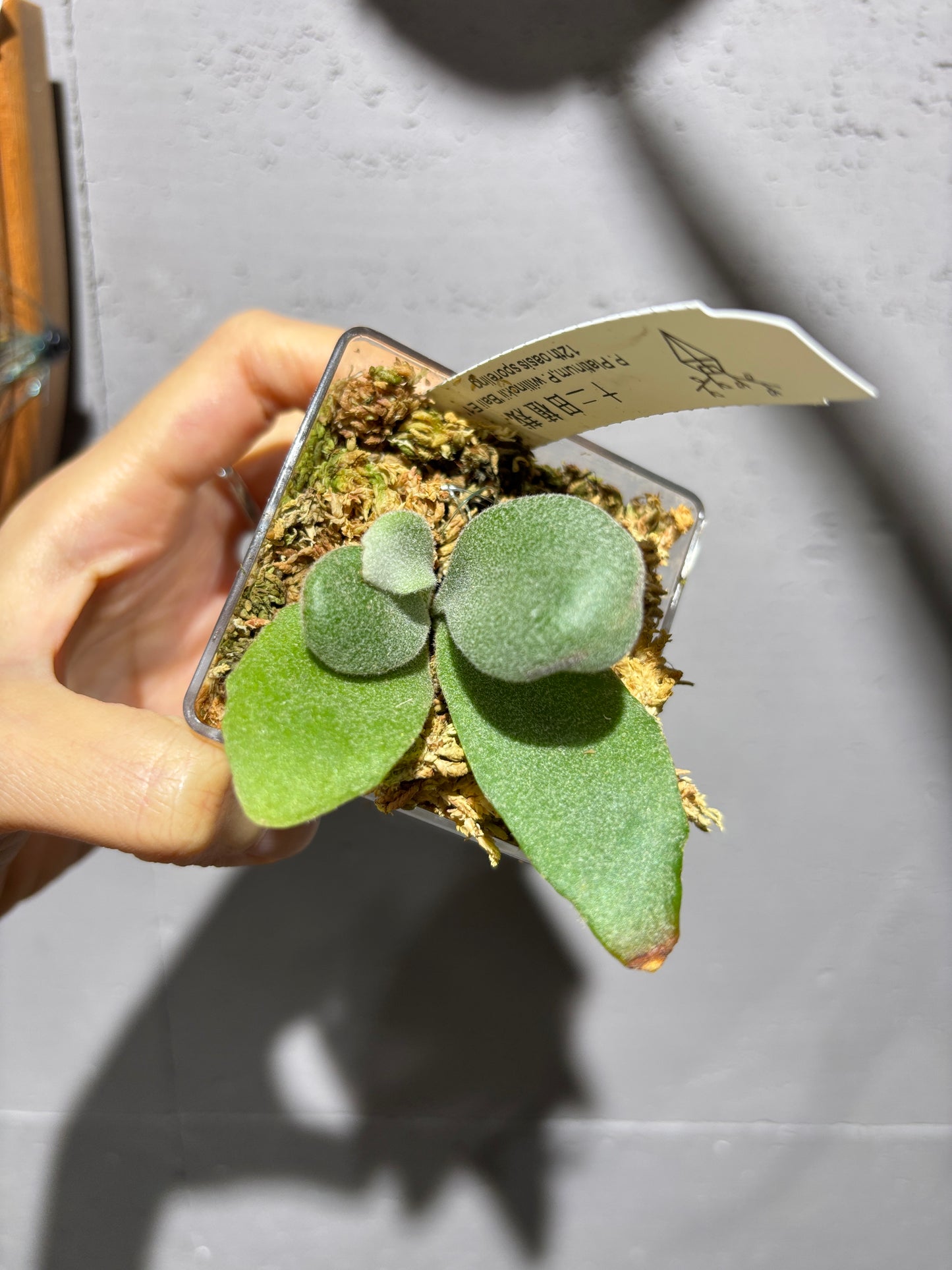 十二田孢子苗 P. Platinum, P.willinckii “Bali E1”