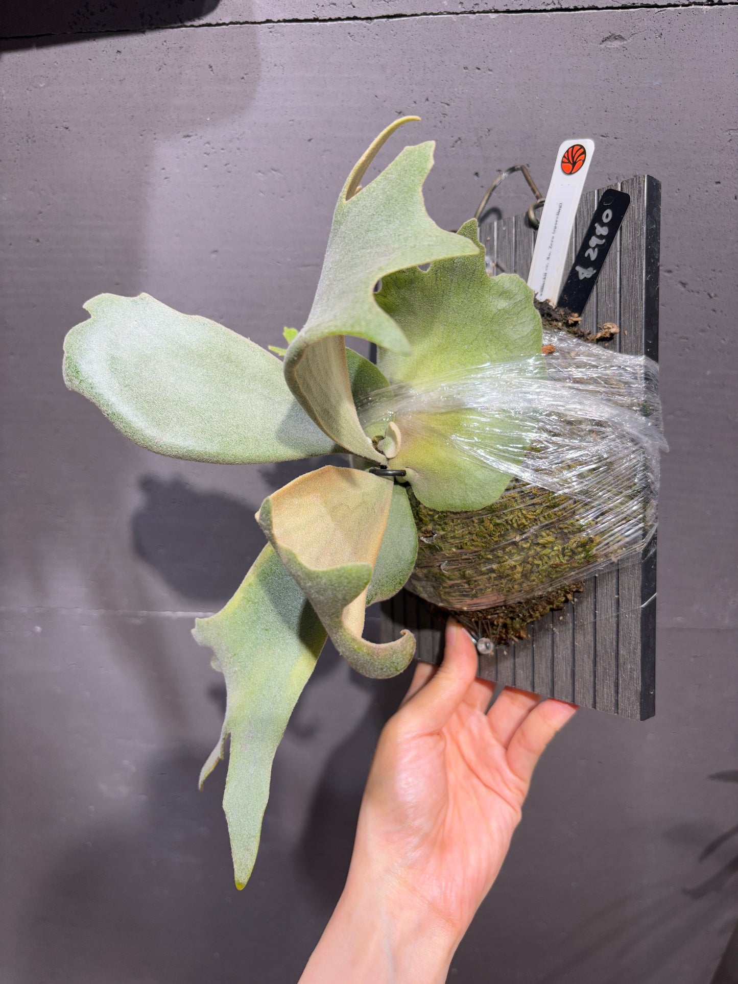 P. willinckii cv No. Zero (sporeling)