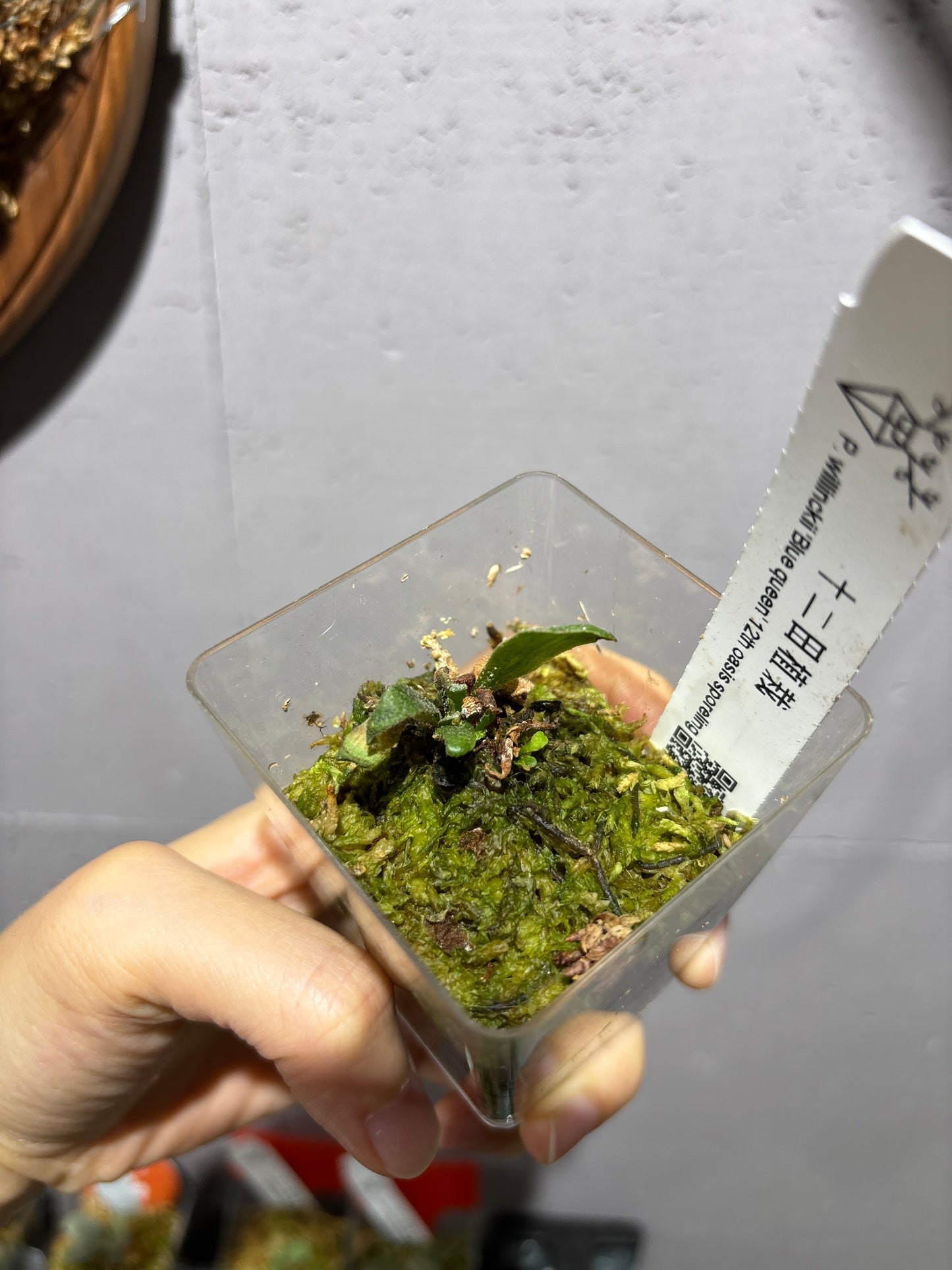 十二田孢子苗 P.willinckii ‘Bali queen’ 12th oasis sporeling