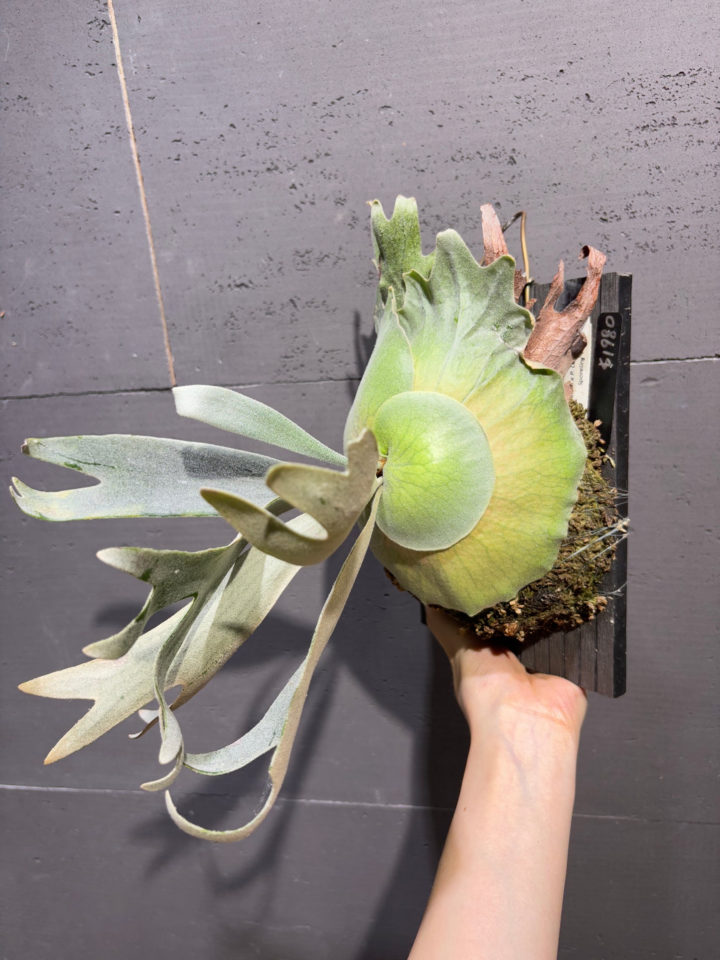 P. willinckii x P. Lemoinei (JR) sporeling