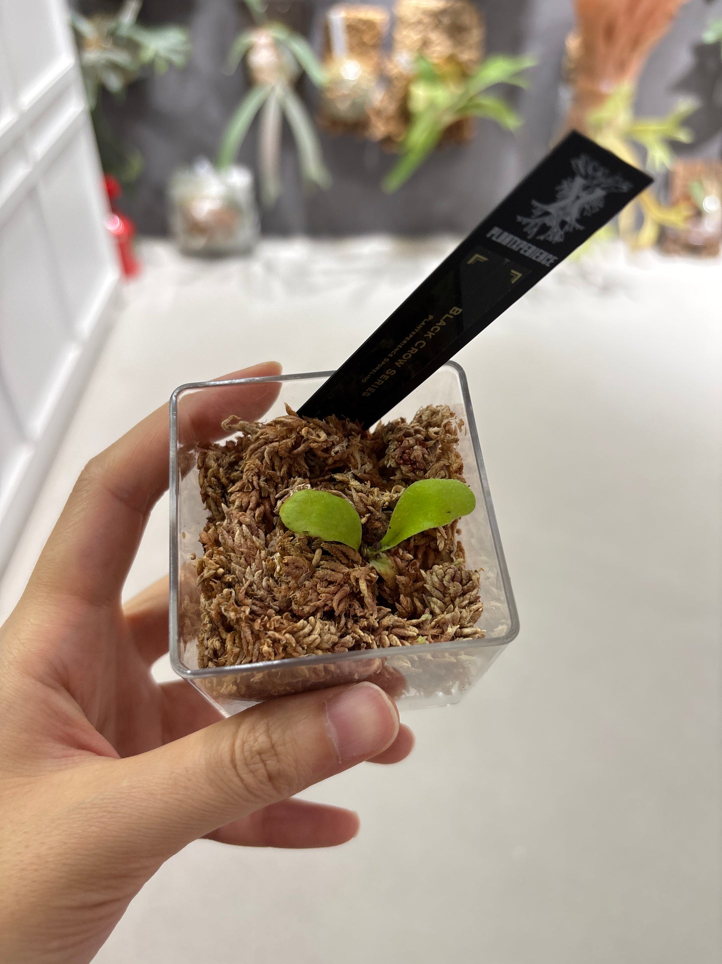 香港本土孢子苗 Black Crow Series Plantxperience Sporeling