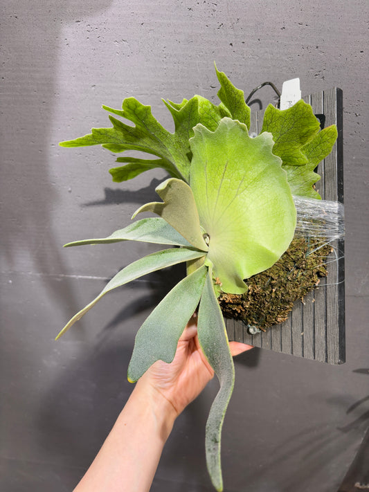 P. Igdrasill x Whirlwind