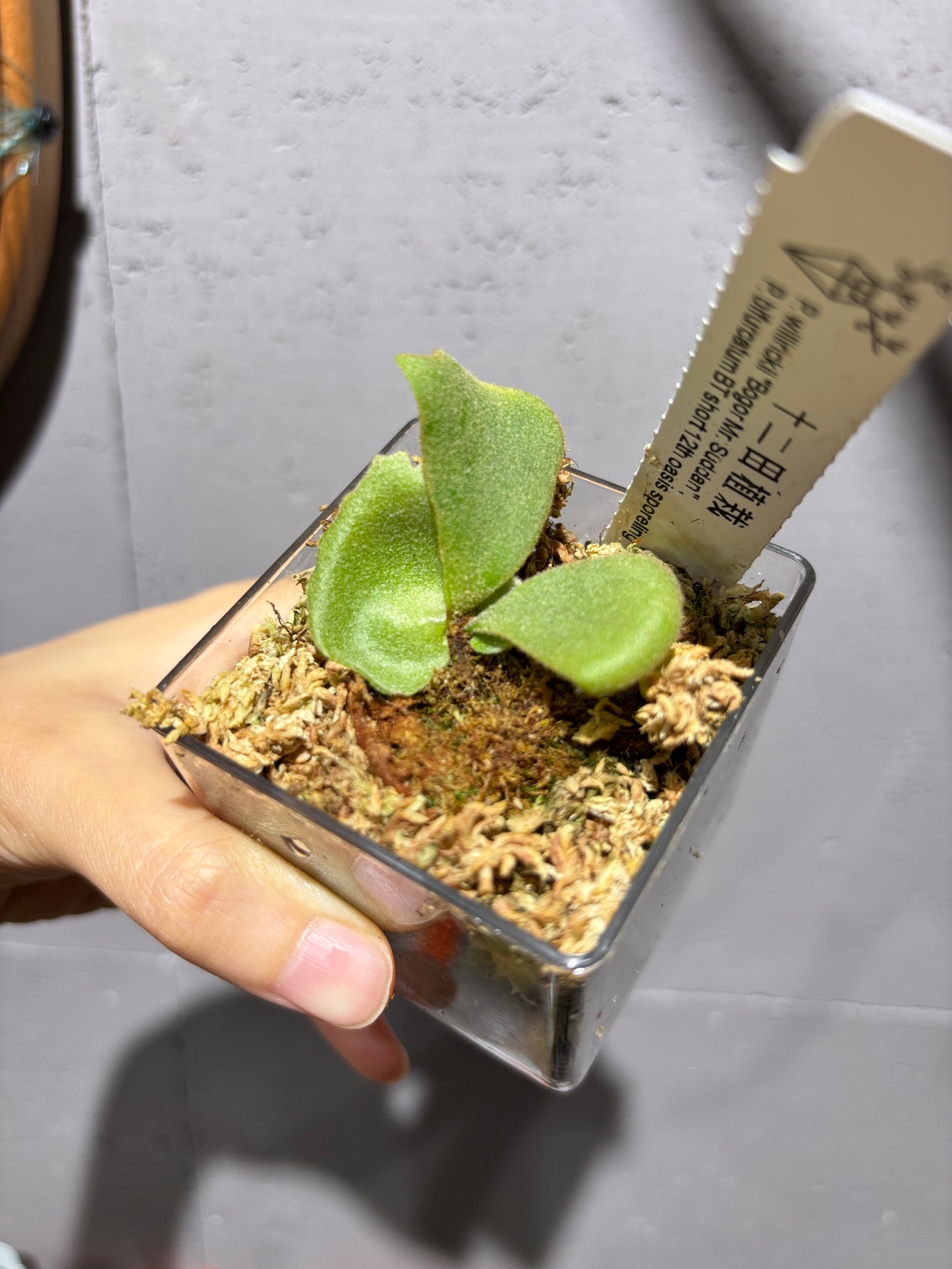 十二田孢子苗 P.willinckii “Bogor Mr. Suddan”, P.bifurcatum BT short 12th oasis sporeling