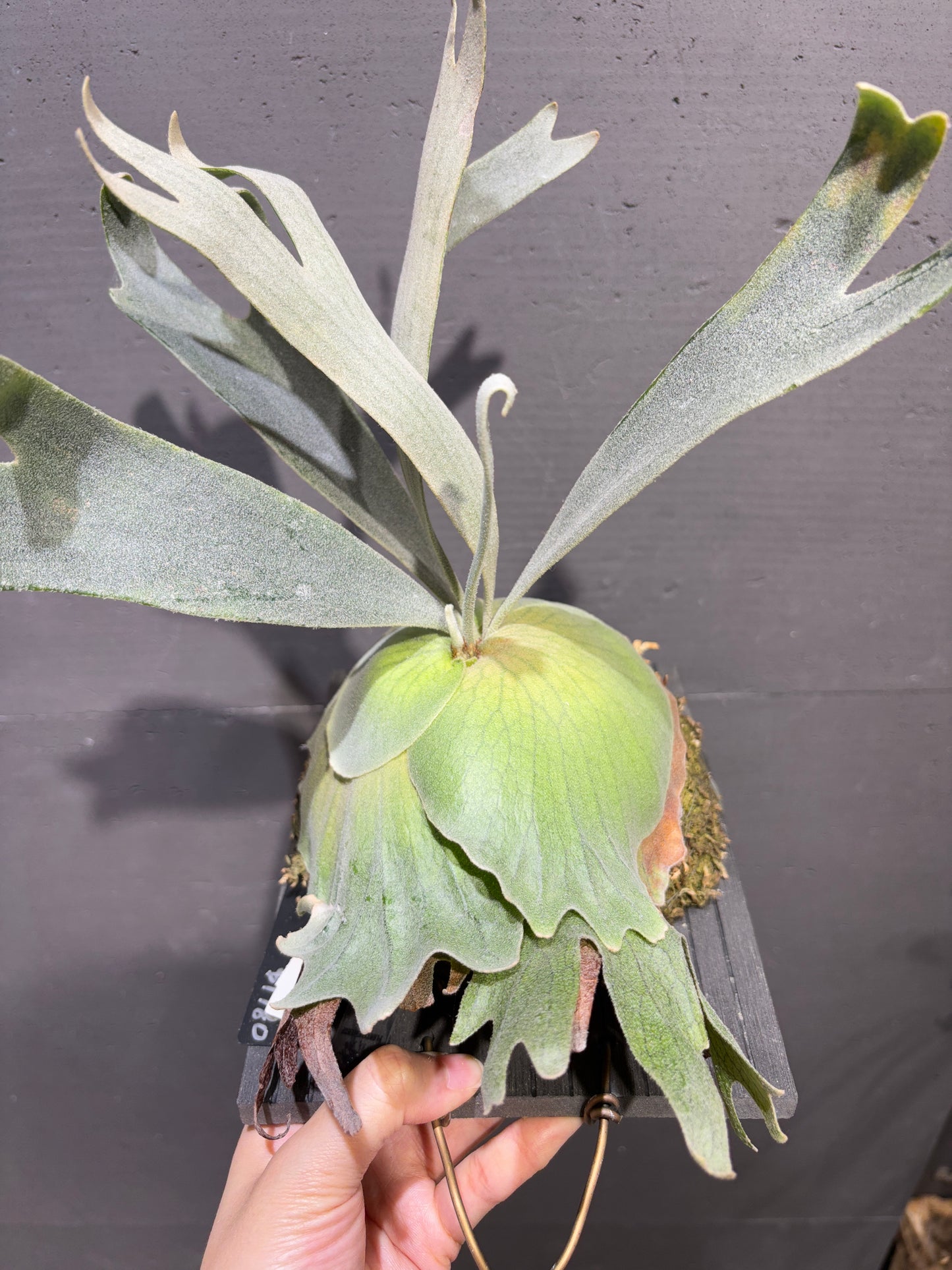 P. willinckii x P. Lemoinei (JR) sporeling