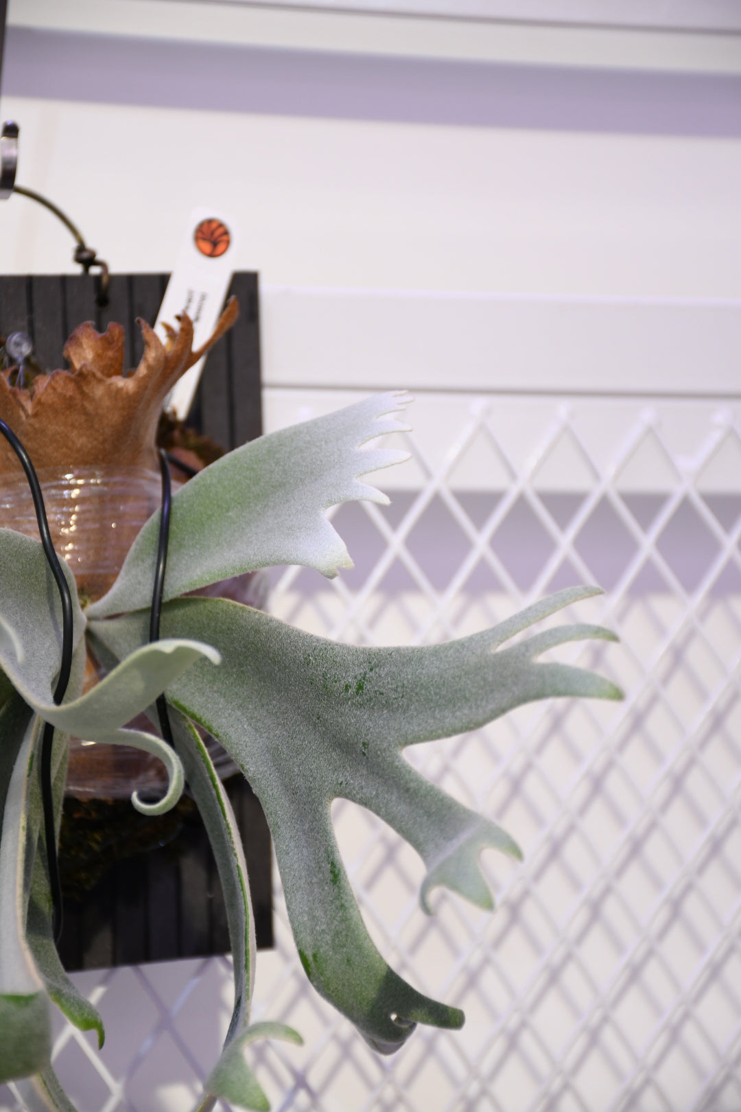 P. willinckii Silvery dwarf x SP.A mix sporeling (Nook)
