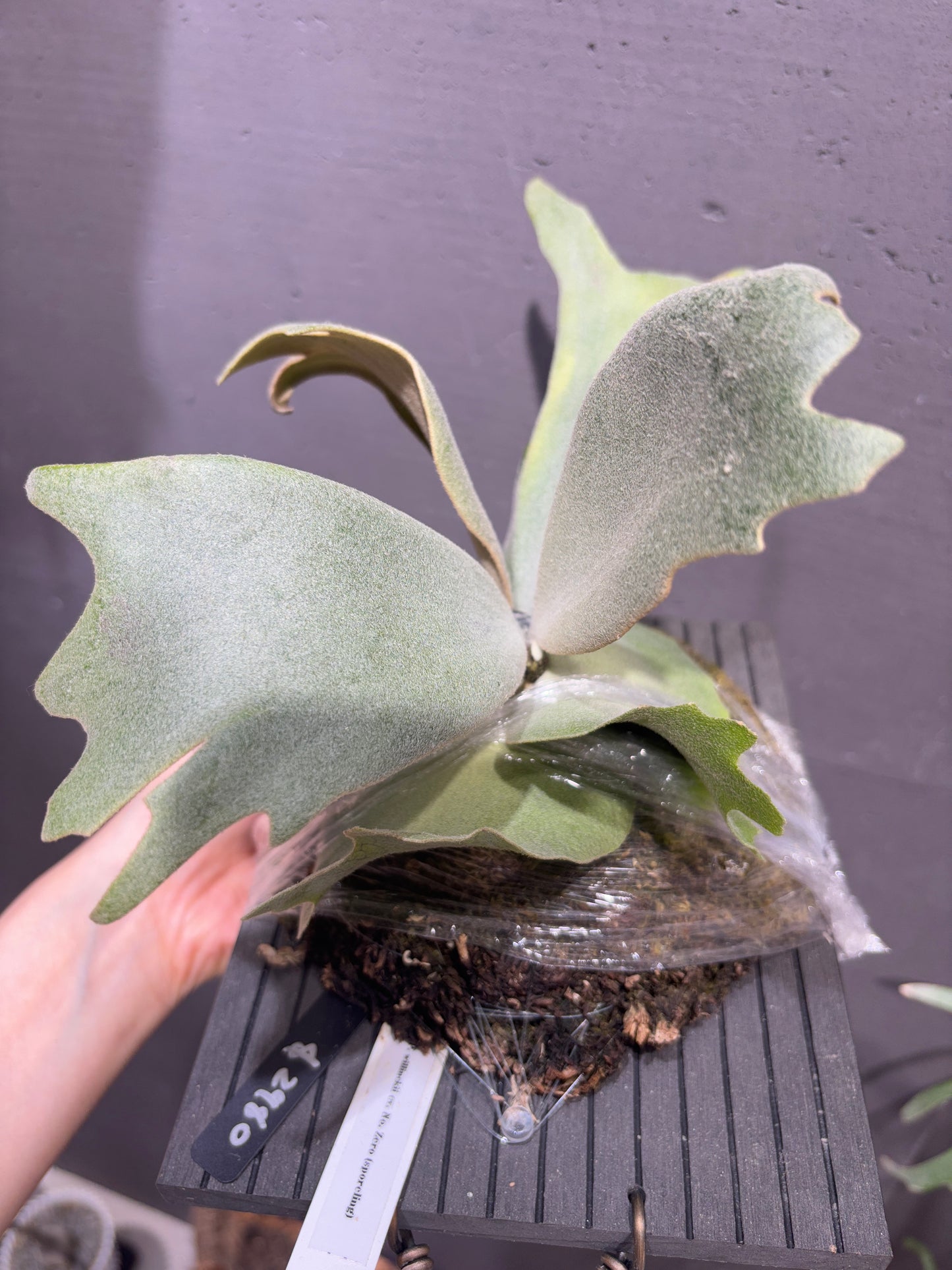 P. willinckii cv No. Zero (sporeling)