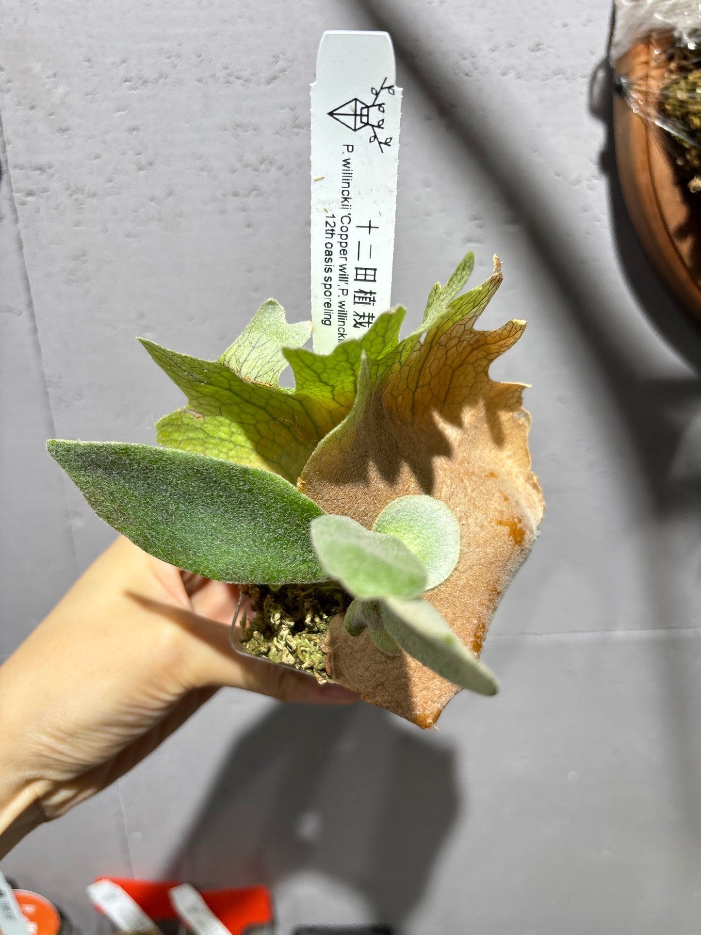 十二田孢子苗 P.willinckii “Copper Will”, P.willinckii “Priest” 12th oasis sporeling