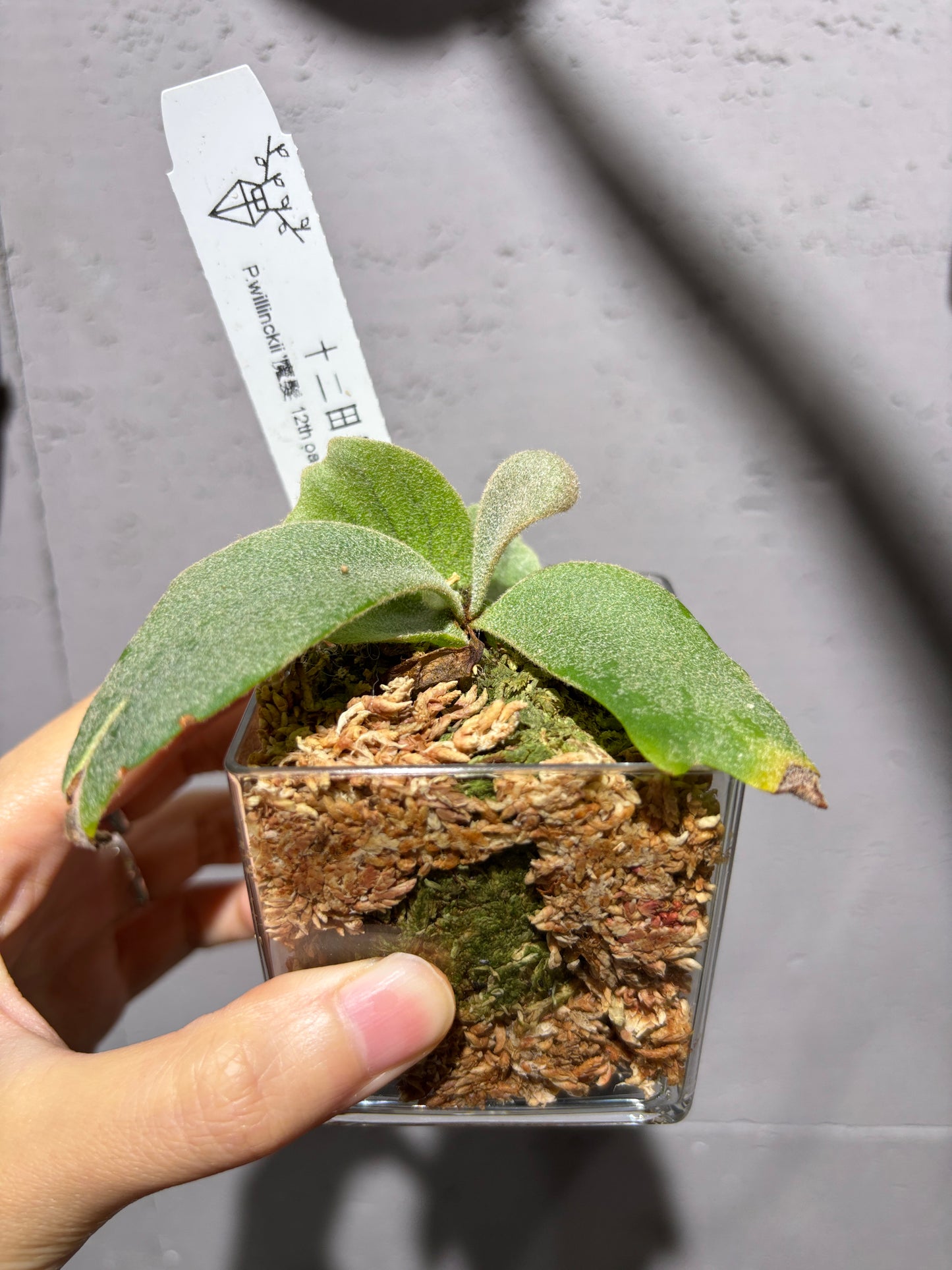 十二田孢子苗 P.willinckii ‘魔髮’