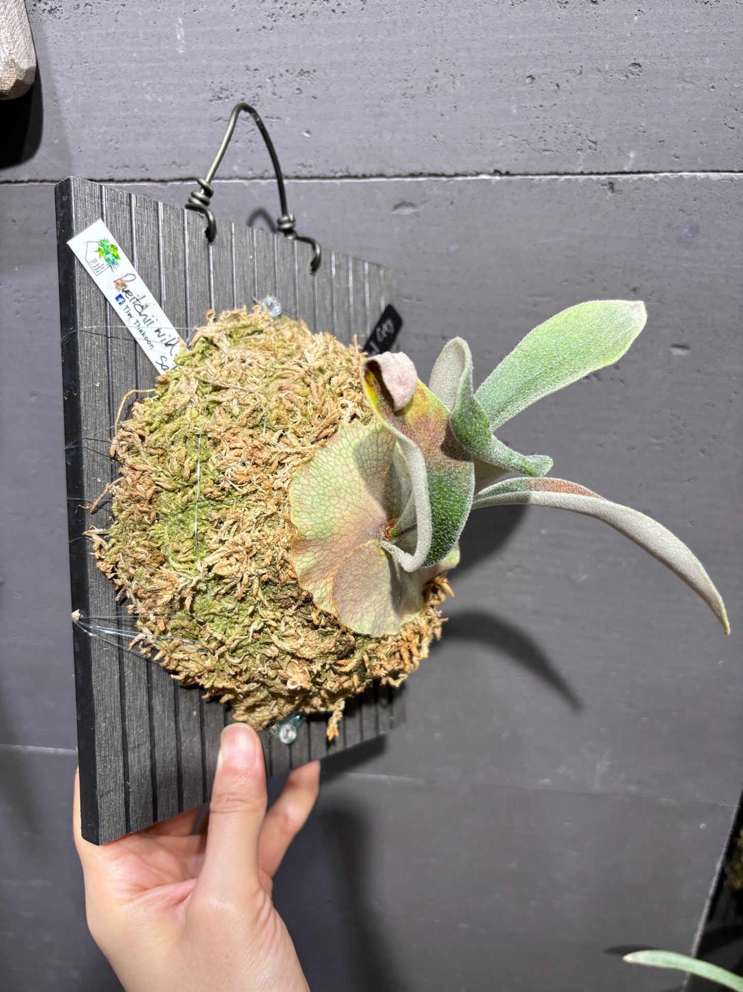P. Veitchii wild #2 Mr. Arden Selet spore