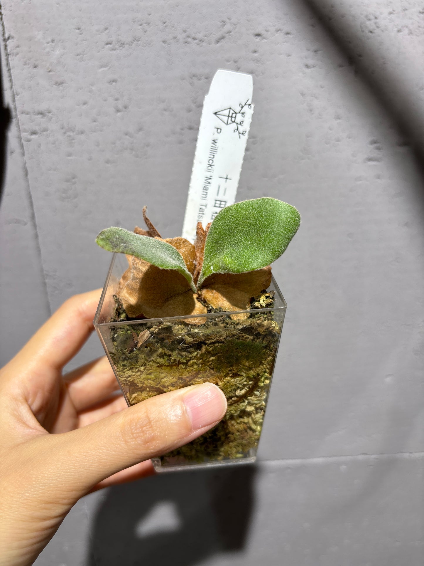 十二田孢子苗 P.willinckii ‘Miami Tatsuta’ sporeling