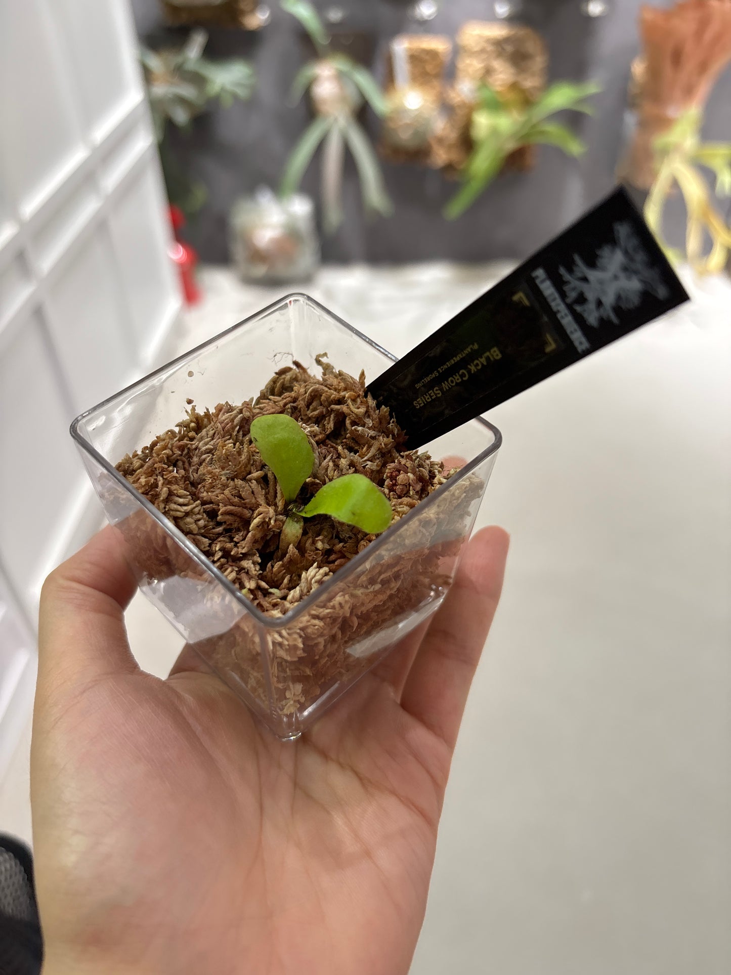 香港本土孢子苗 Black Crow Series Plantxperience Sporeling