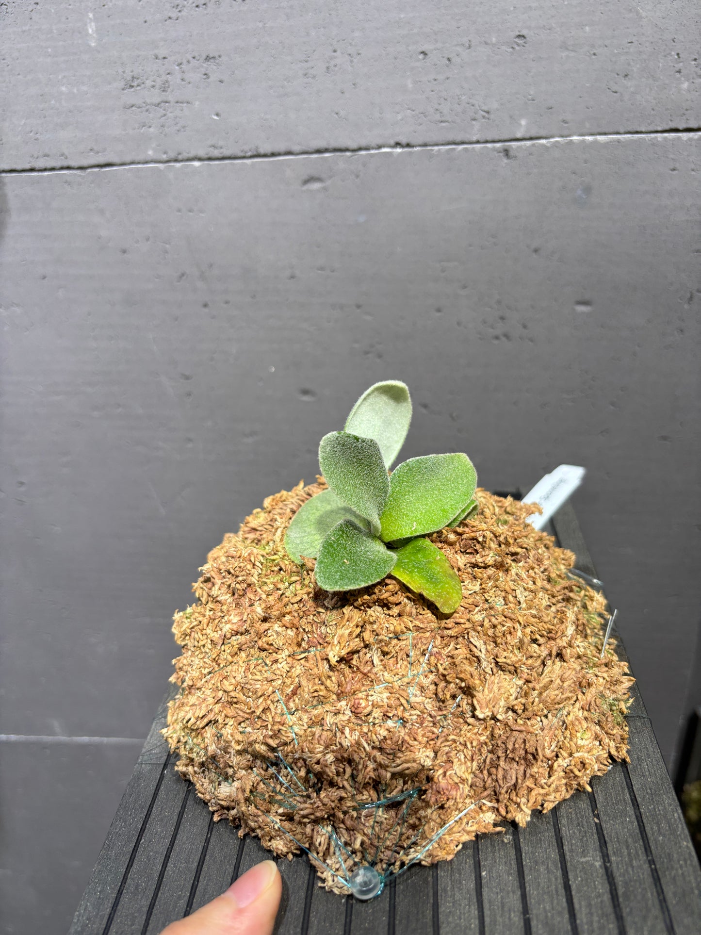 P. Veitchii cv. Auburn River sporeling