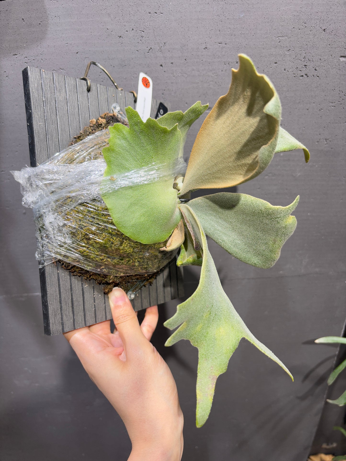 P. willinckii cv No. Zero (sporeling)