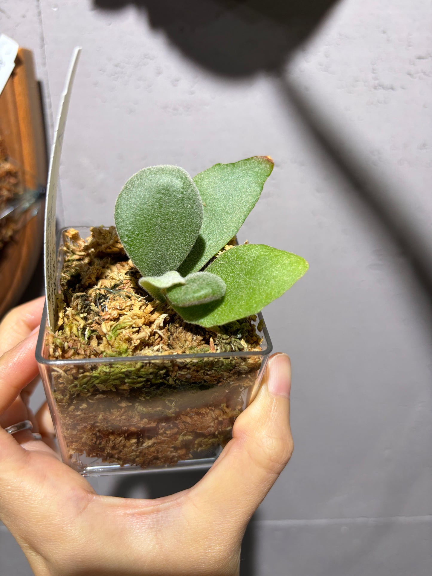 十二田孢子苗 P. Platinum, P.willinckii “Bali E1”