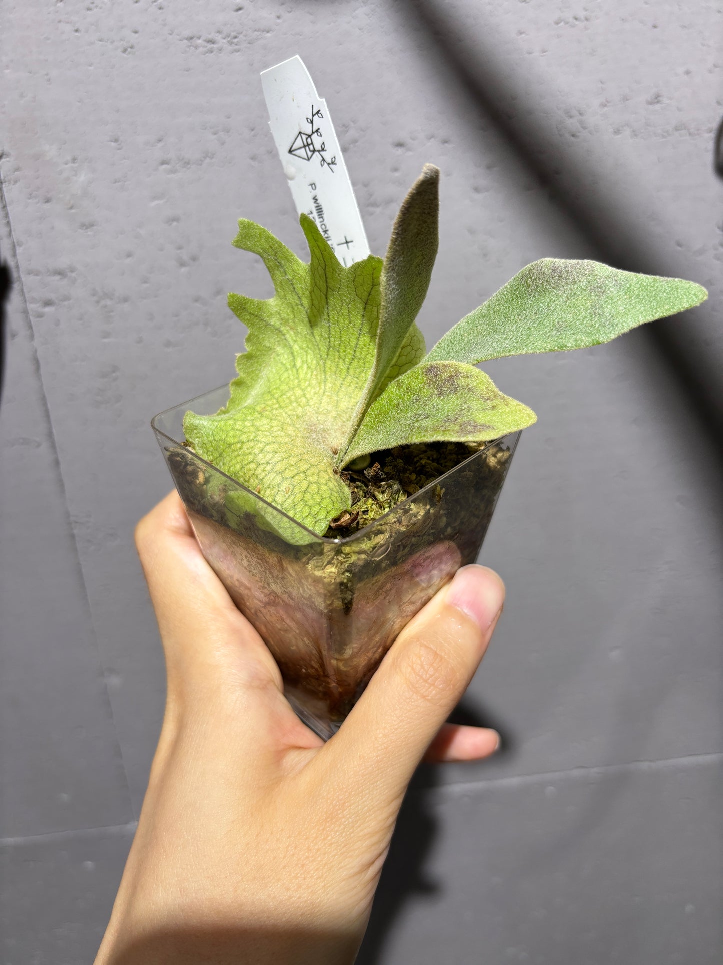 十二田孢子苗 P.willinckii ‘Samura’, P. Monkey Noth 12th oasis sporeling