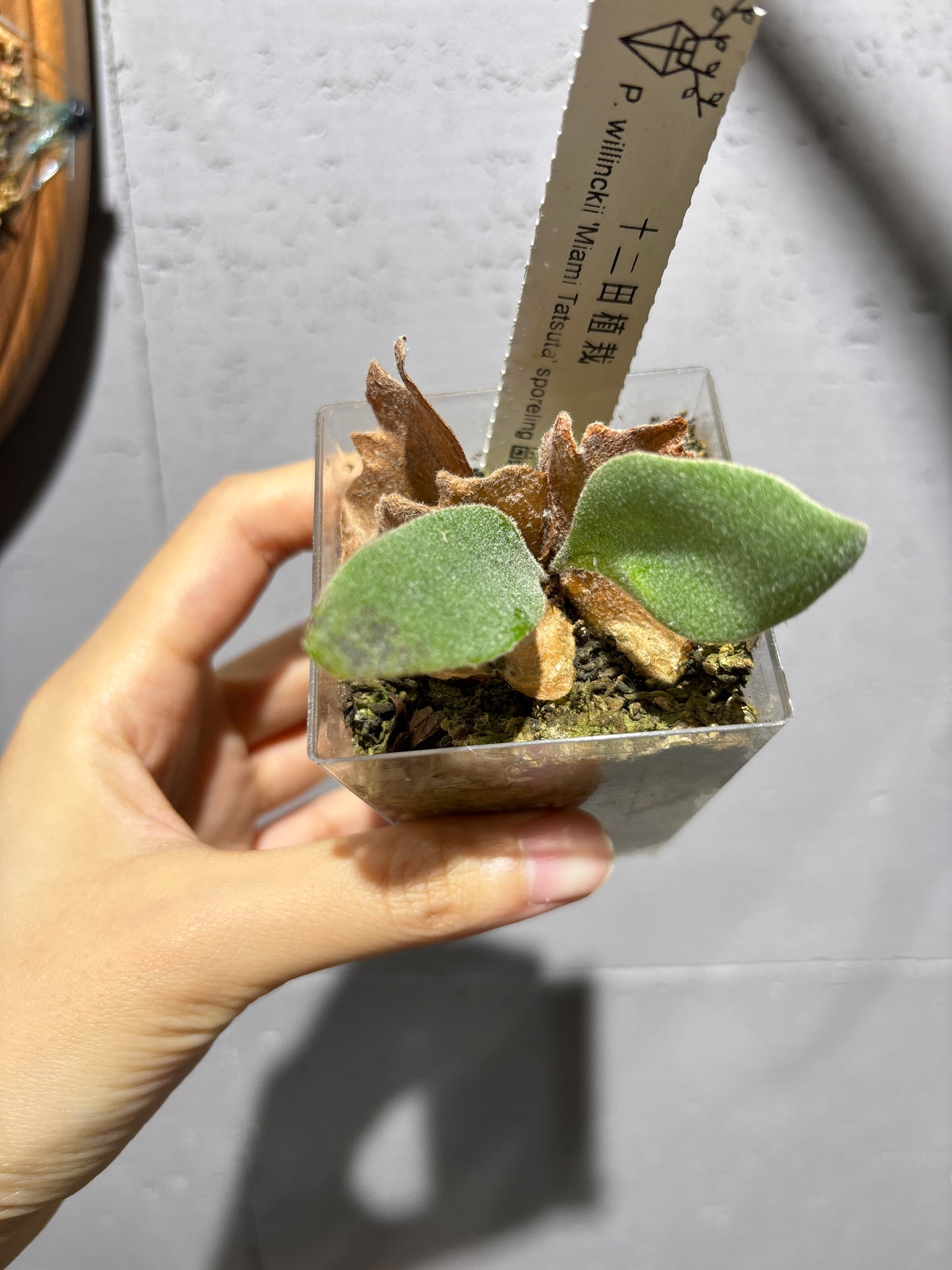 十二田孢子苗 P.willinckii ‘Miami Tatsuta’ sporeling