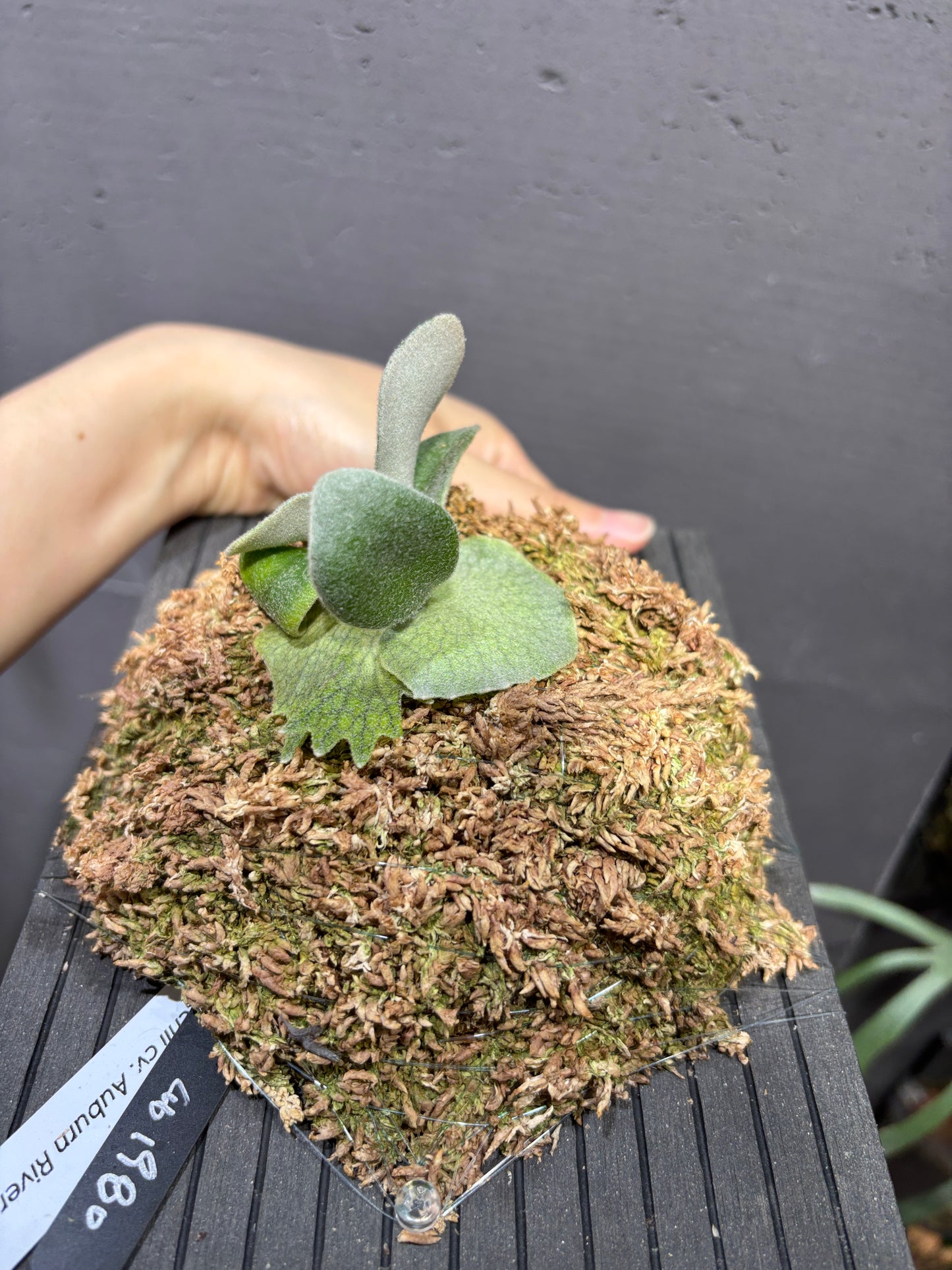 P. Veitchii cv. Auburn River sporeling