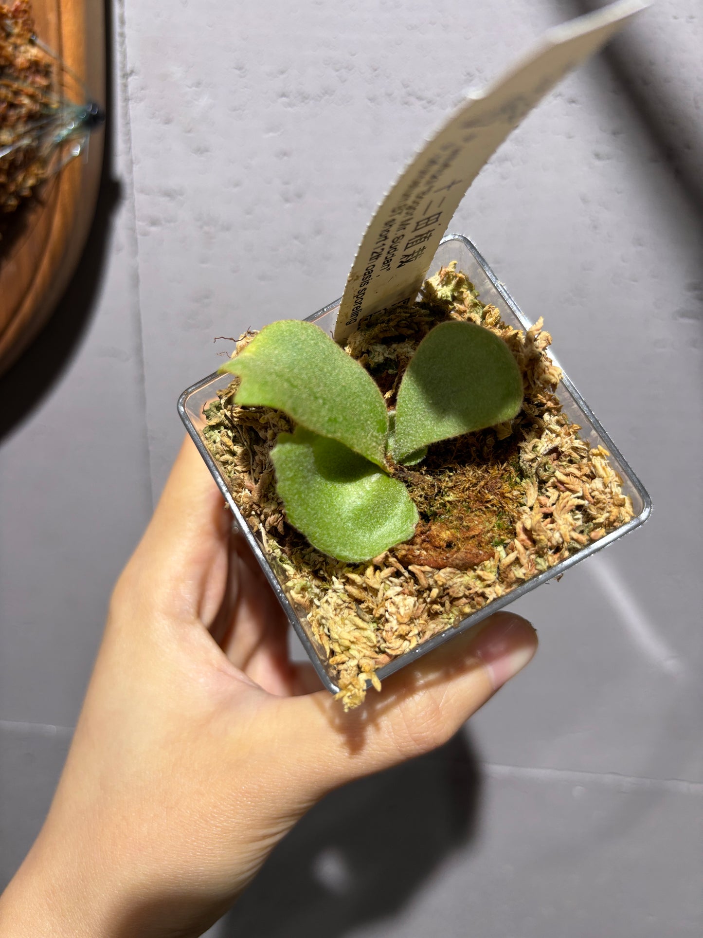 十二田孢子苗 P.willinckii “Bogor Mr. Suddan”, P.bifurcatum BT short 12th oasis sporeling