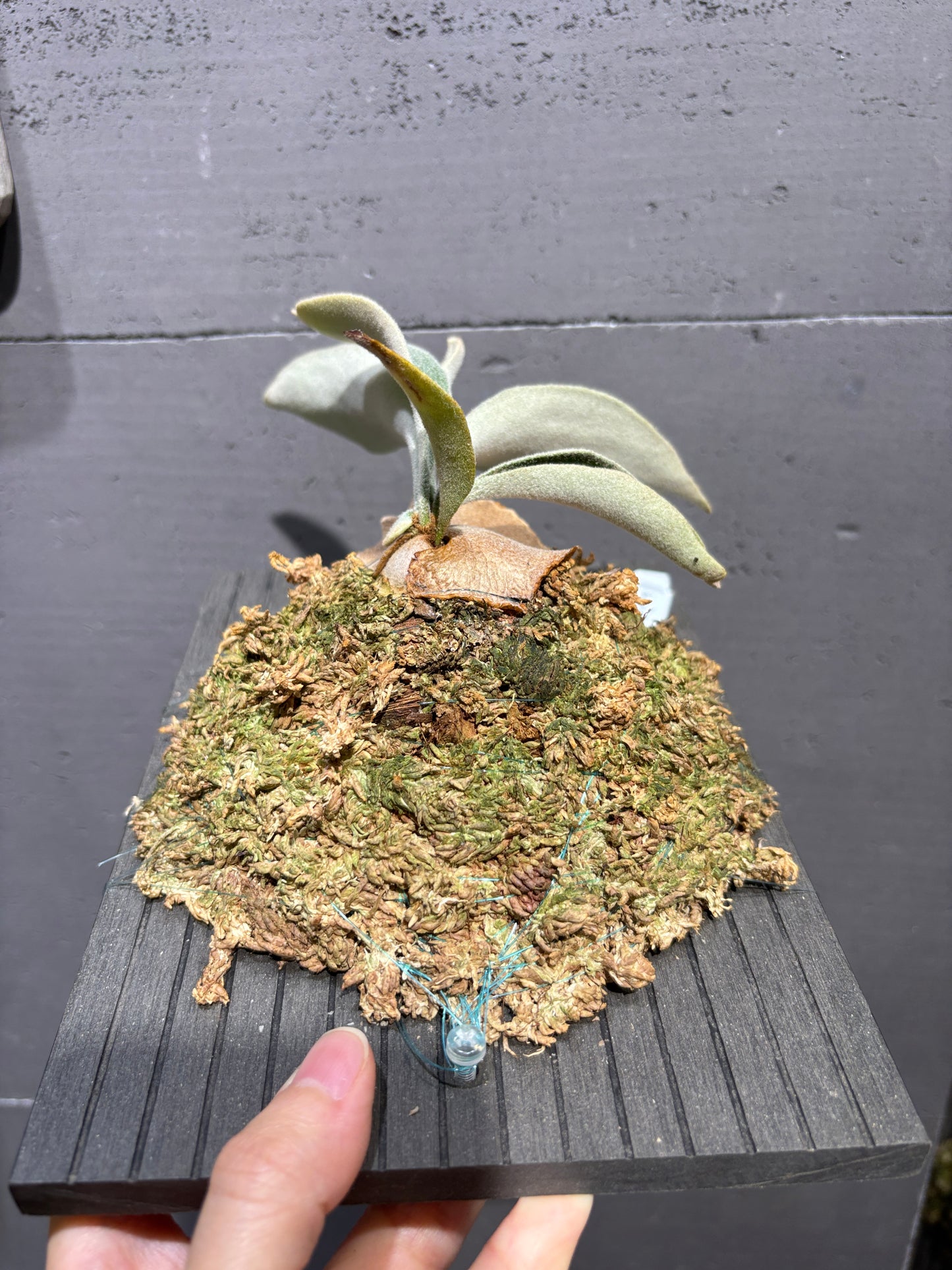 P. Veitchii cv. Auburn River sporeling