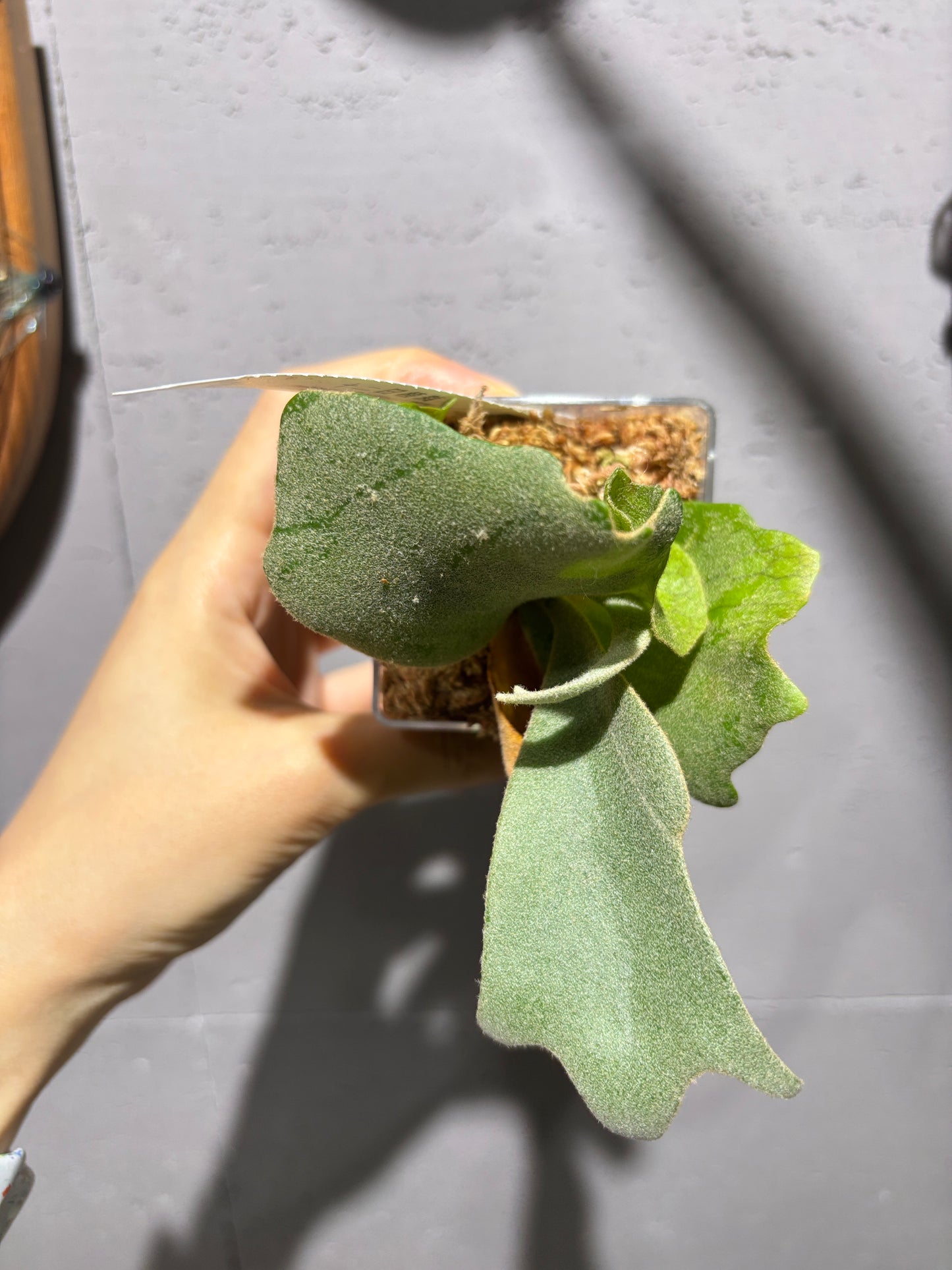 十二田孢子苗 P. Plantinum x P.willinckii ‘魔髮’