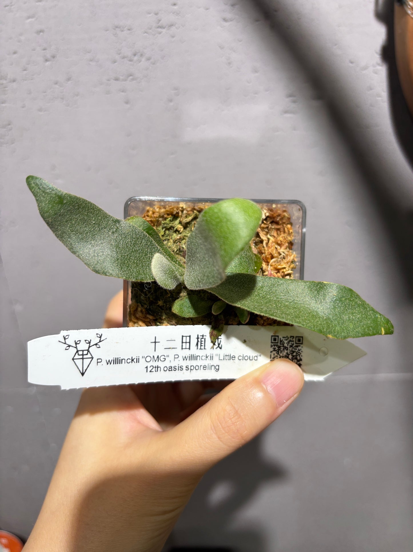 十二田孢子苗 P.willinckii “OMG”, P.willinckii “Little cloud” 12th oasis sporeling