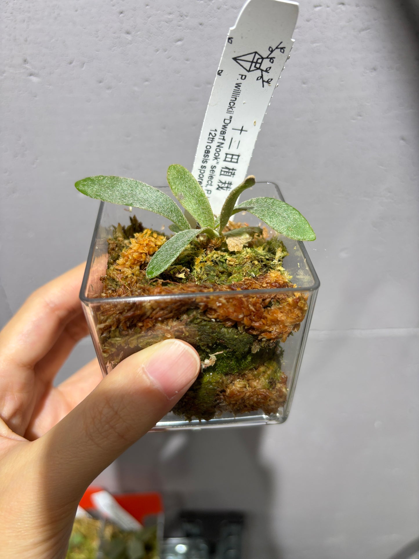 十二田孢子苗 P.willinckii “Dwarf Nook” select, P. White Swan 12th oasis sporeling