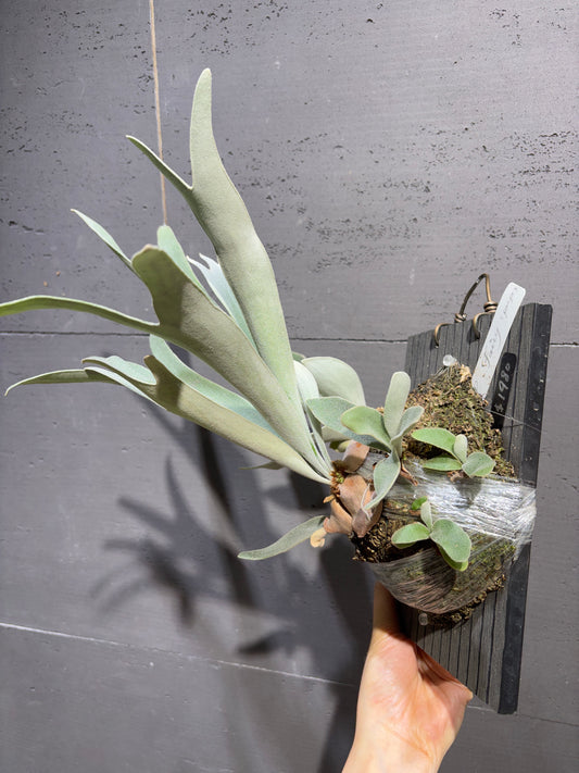 P. Fairy (不含側芽)