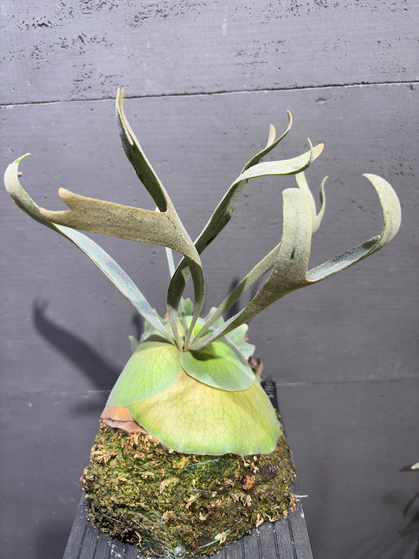 P. willinckii x P. Lemoinei (JR) sporeling