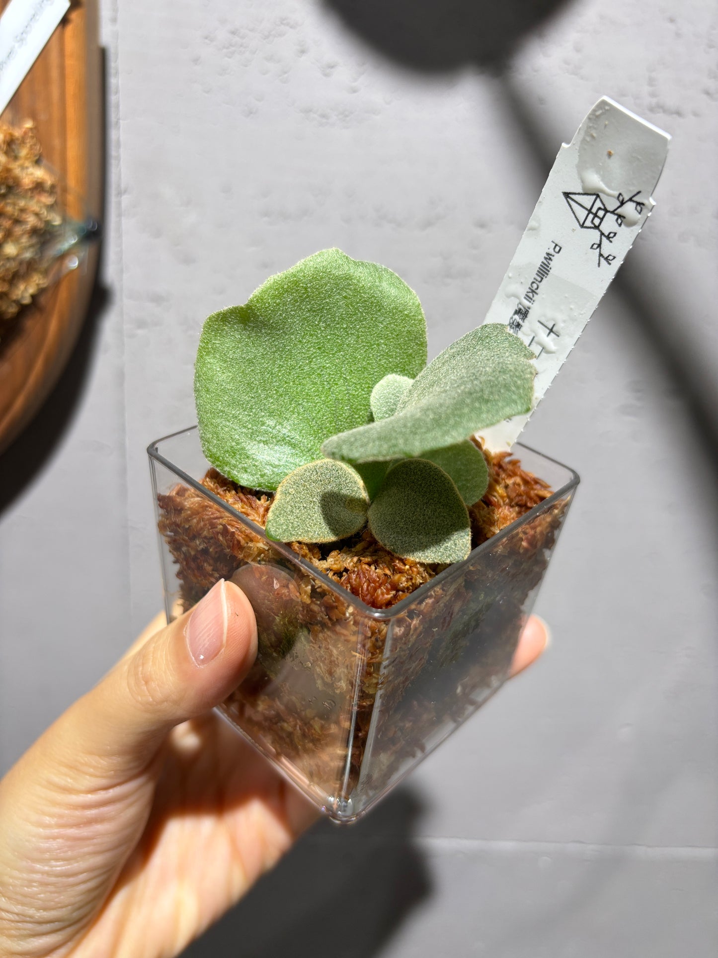十二田孢子苗 P.willinckii ‘魔髮’